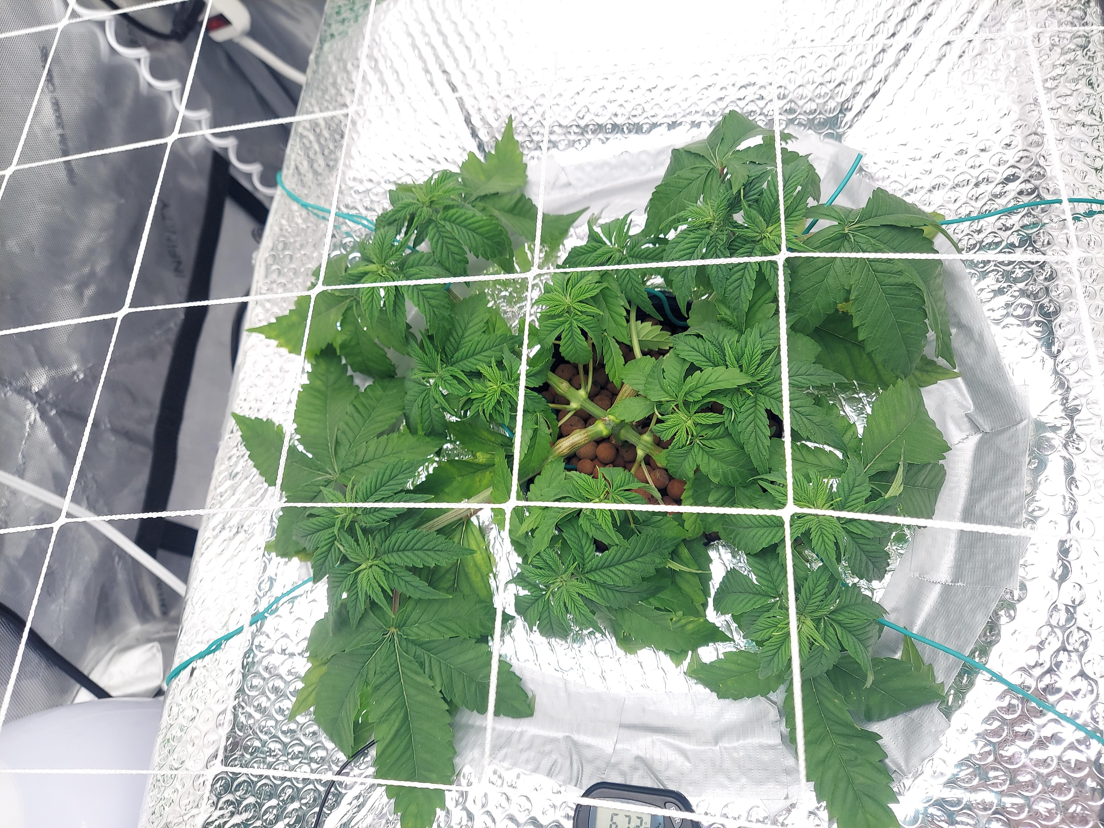 Help What #39 s wrong? My whole plant is droopy with wrinkled and twisted Help What #39 s wrong? My whole plant is droopy with wrinkled and twisted