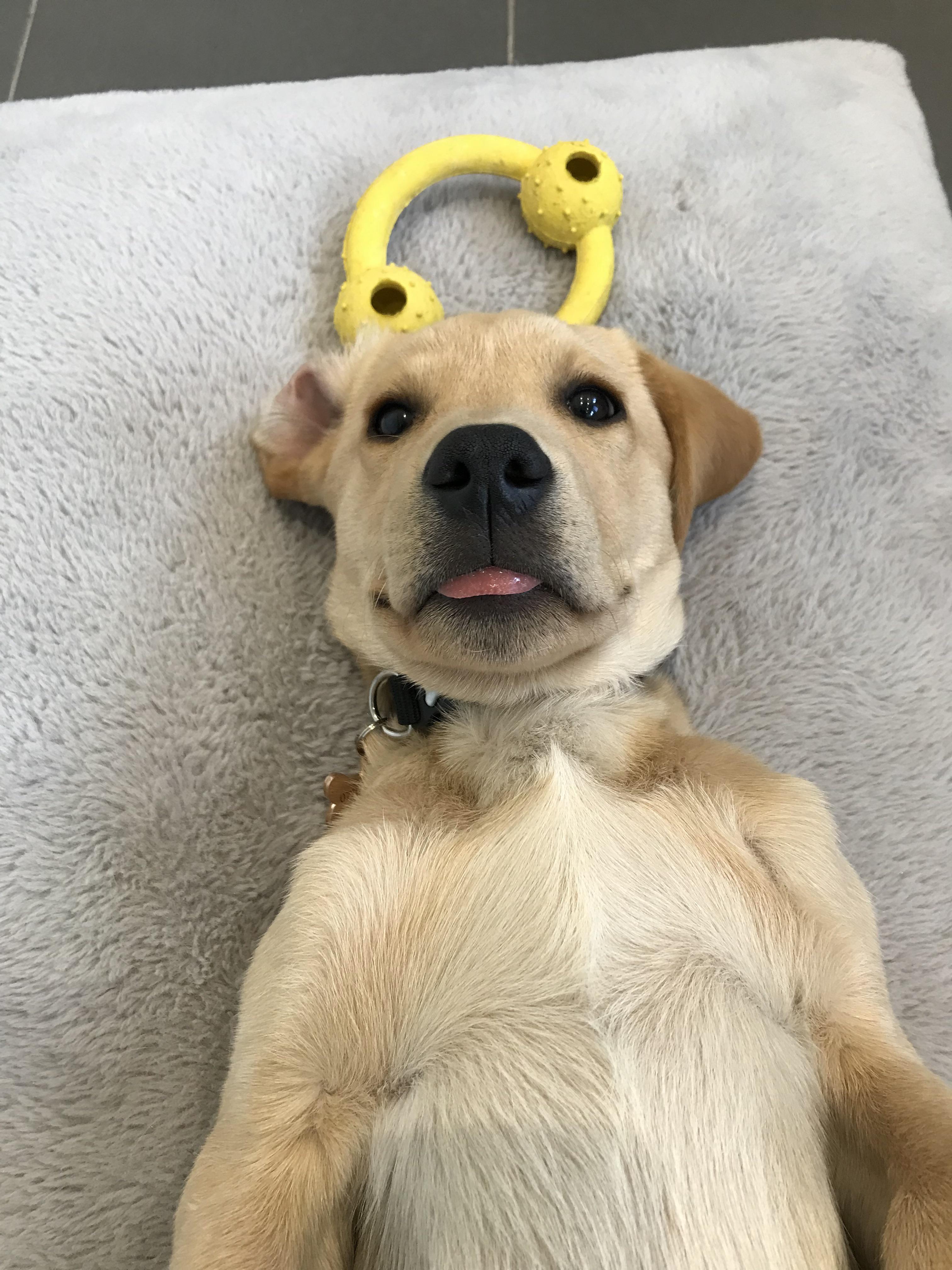 Hi I’m Taco and I like eating paint chips and my dads slippers Scrolller