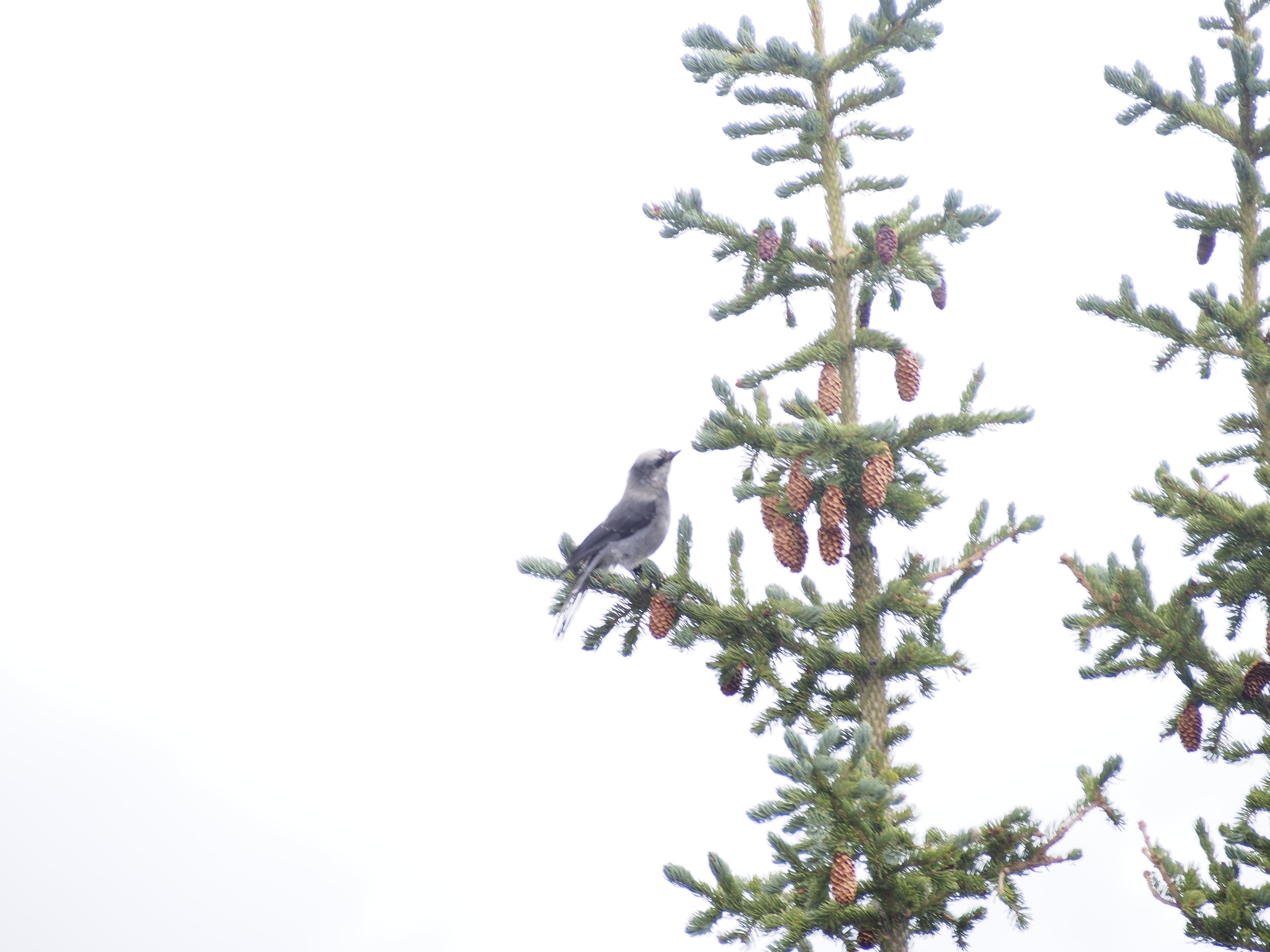 high-elevation-in-aspen-colorado-scrolller