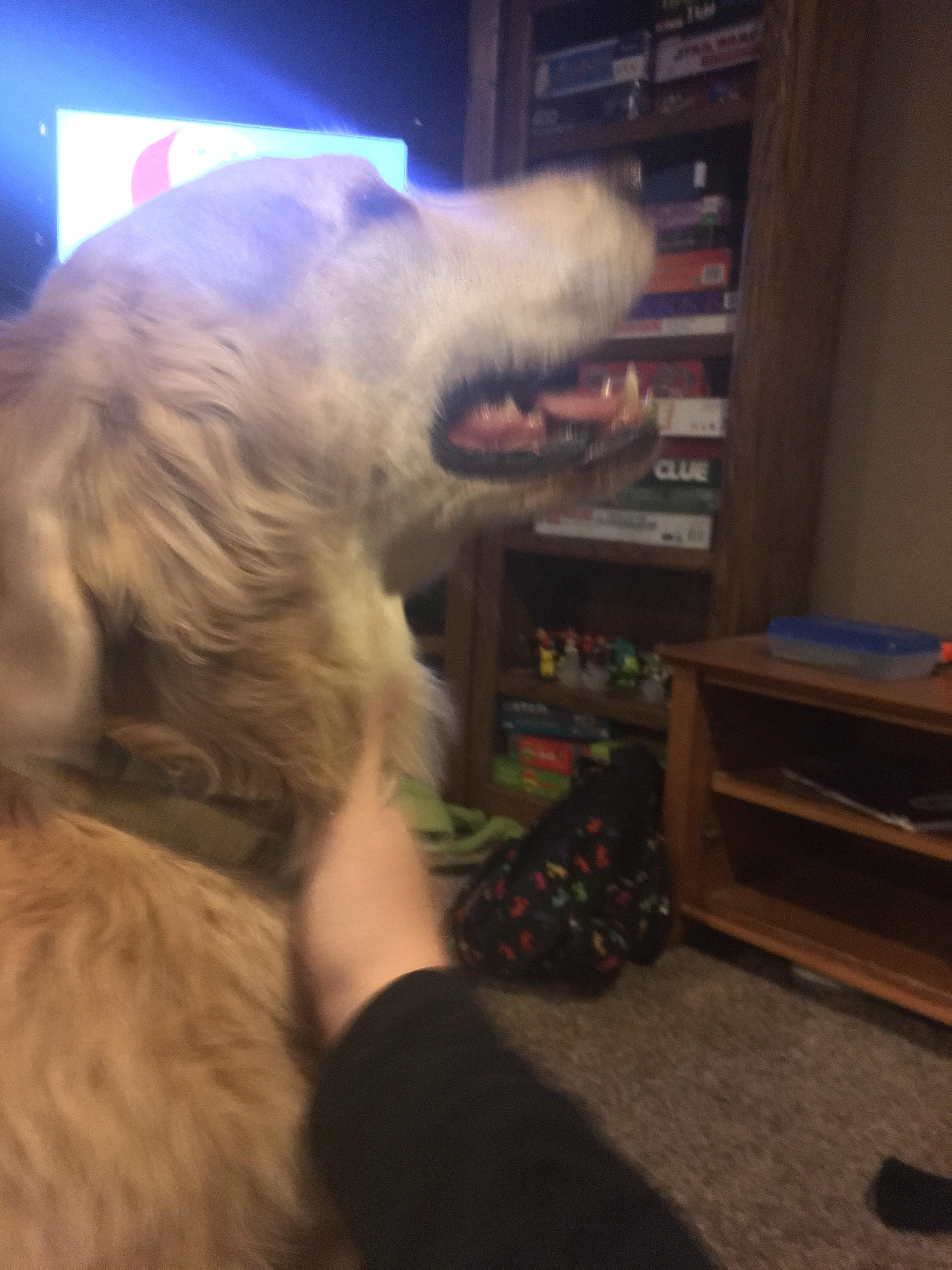 his-name-is-eddie-he-s-10-years-old-and-likes-to-put-his-paw-on-your