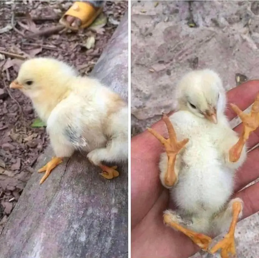 Chick Defects A Chick born with polymelia, a birth defect that causes the growth of ...