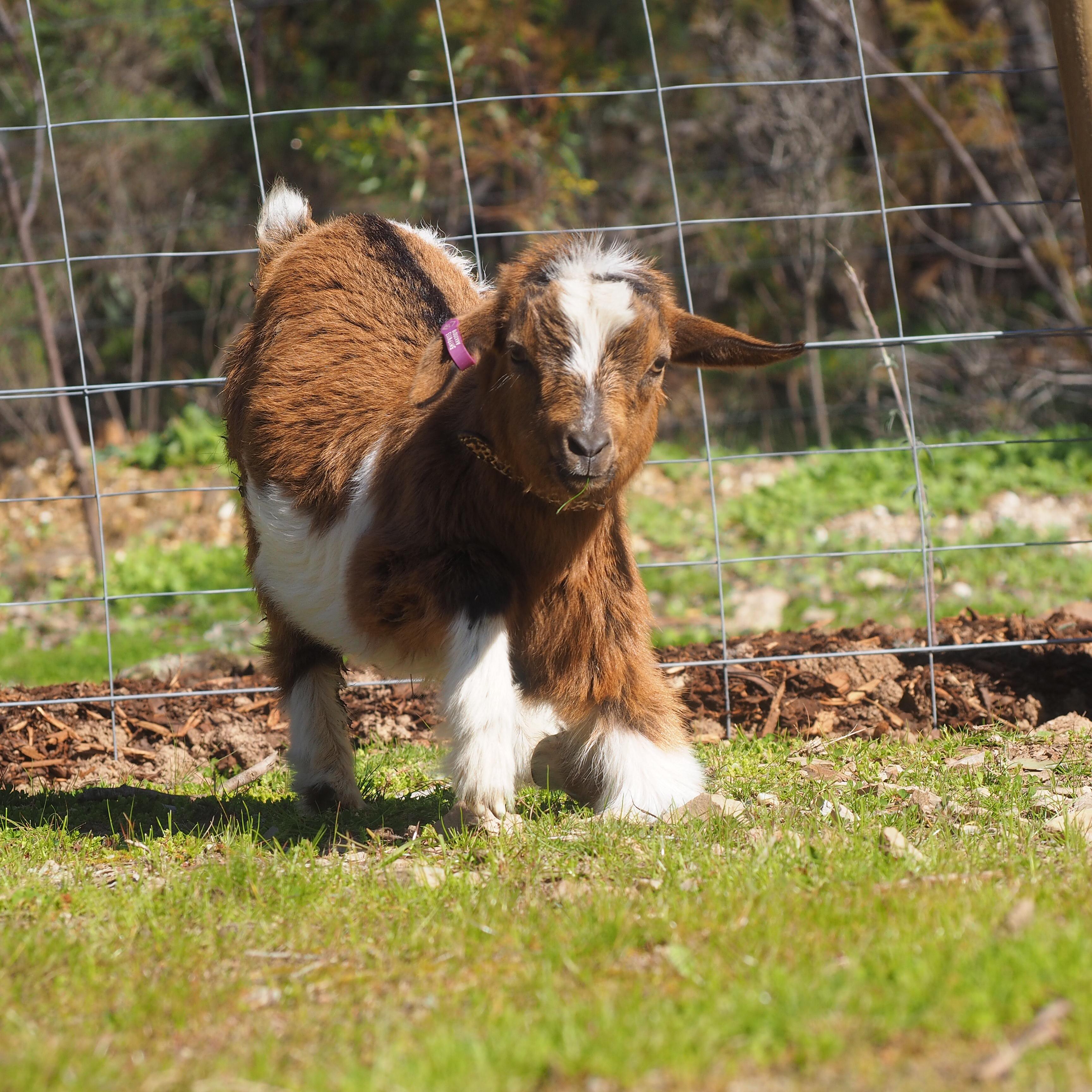 How cute is my baby mini goat Scrolller