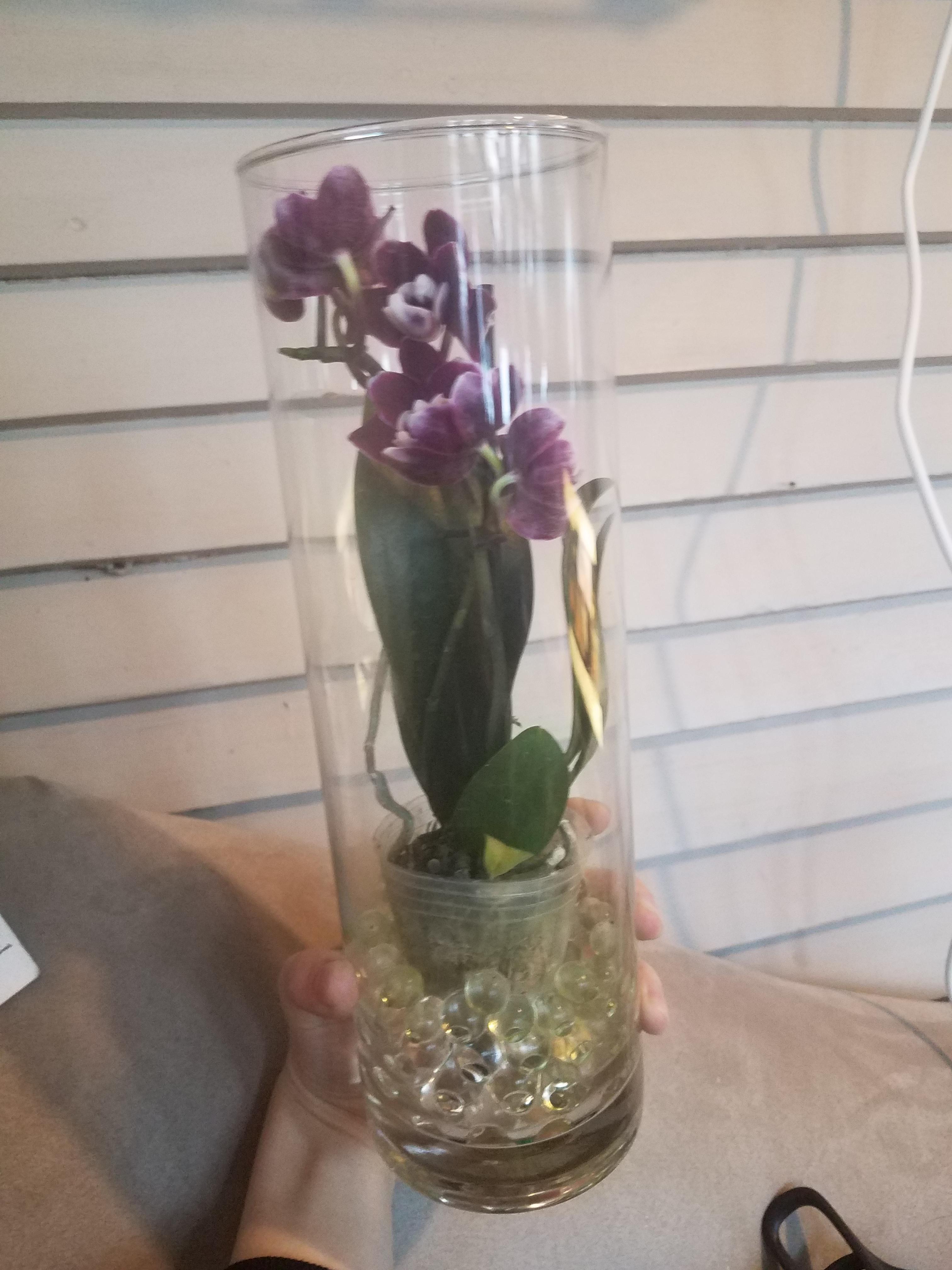 How to water Orchids with plant "orbeez" beads? Scrolller