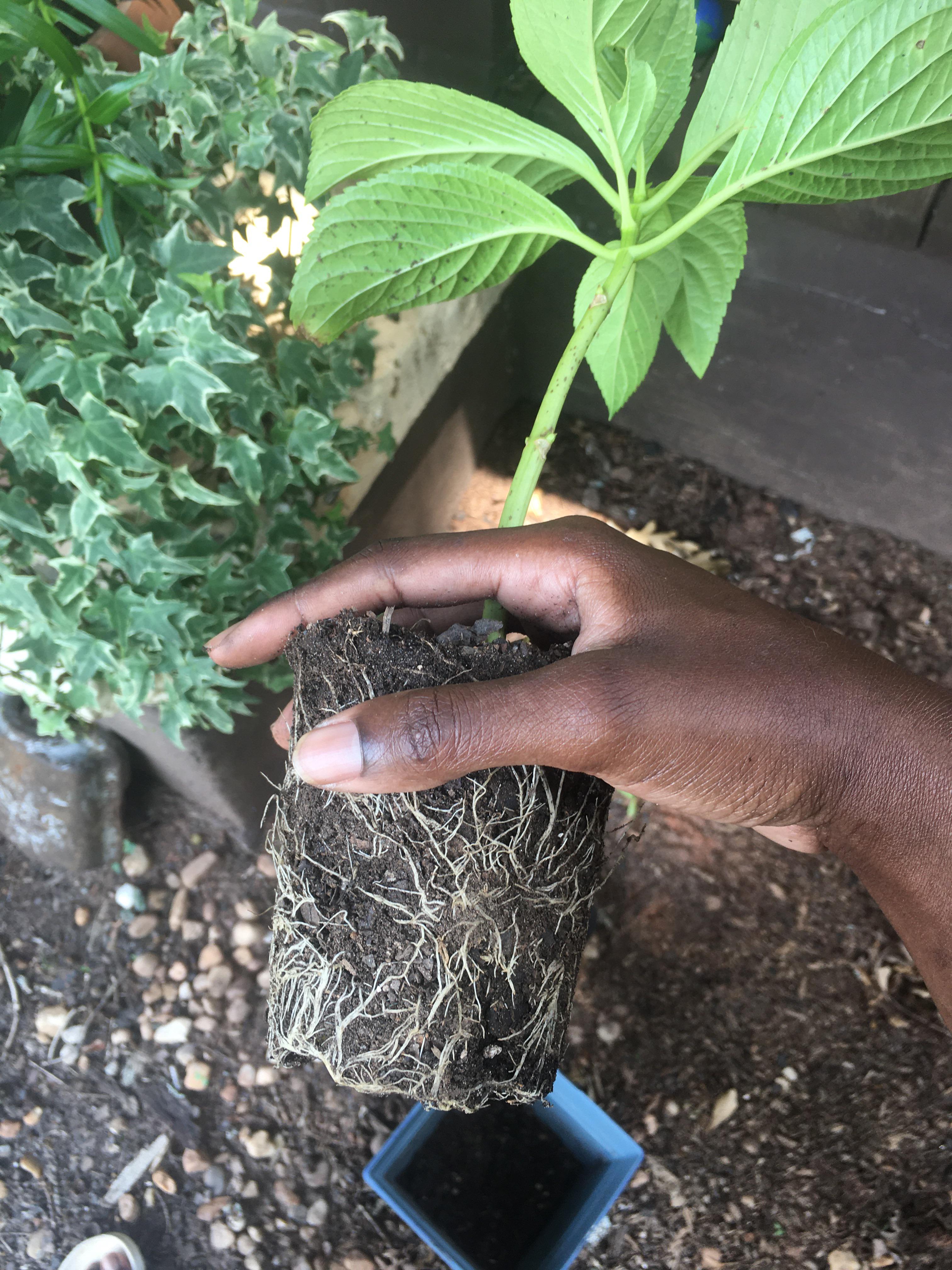 Protecting Your Foundation From Aggressive Hydrangea Roots - qf2yxba