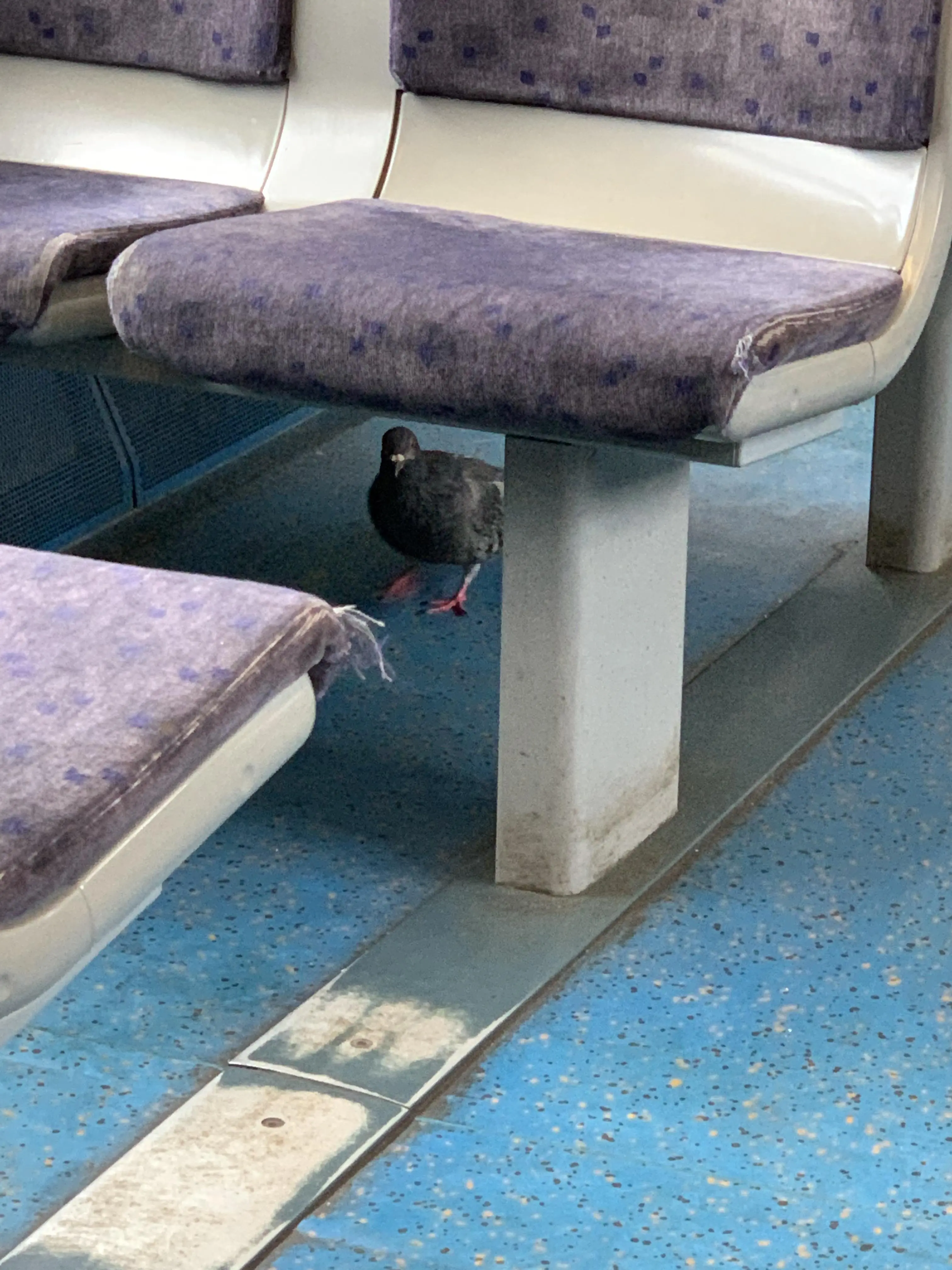 I don’t need a ticket