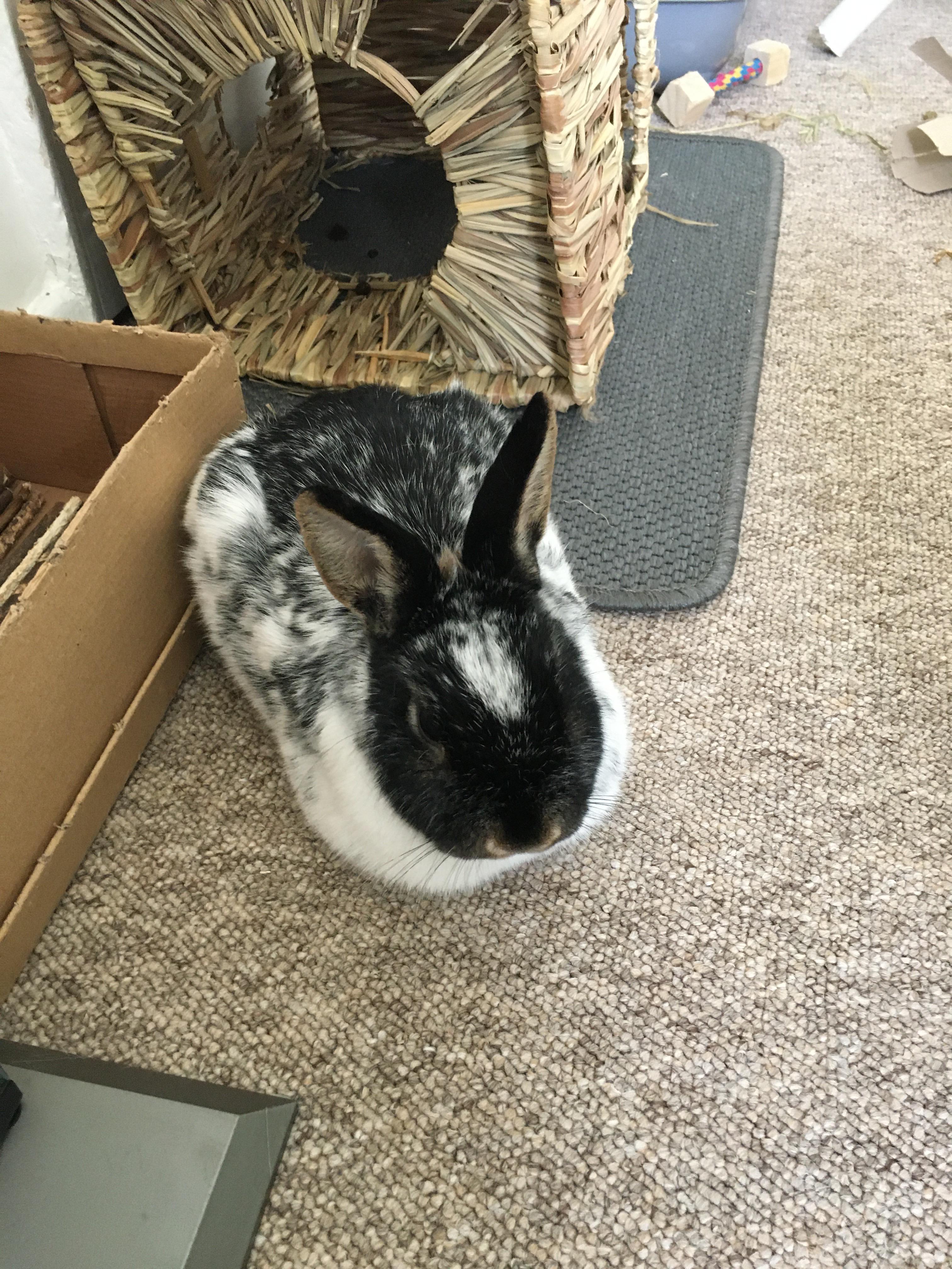 I give you... loaf rabbit | Scrolller