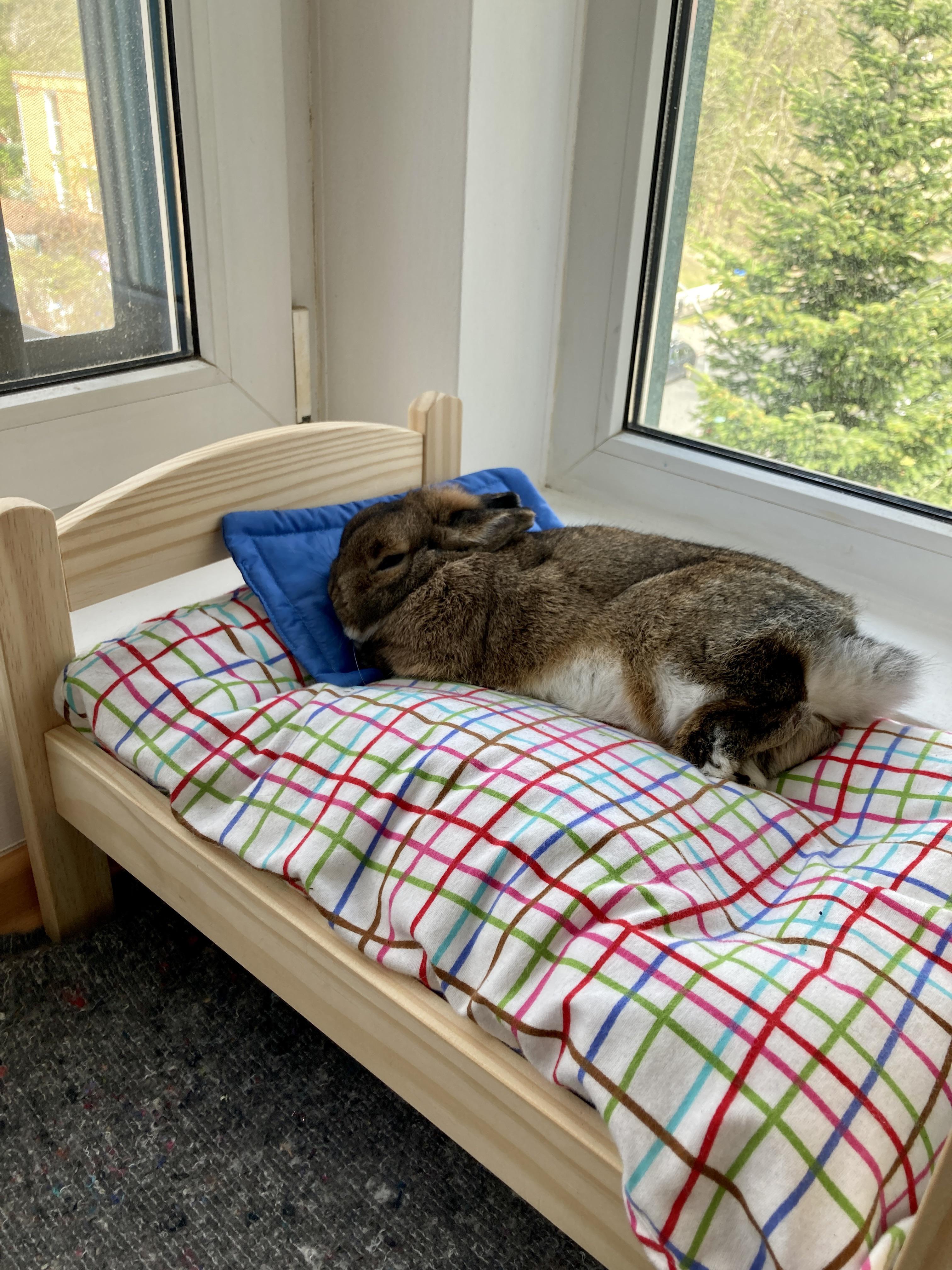 IKEA’s perfect bunny bed Scrolller