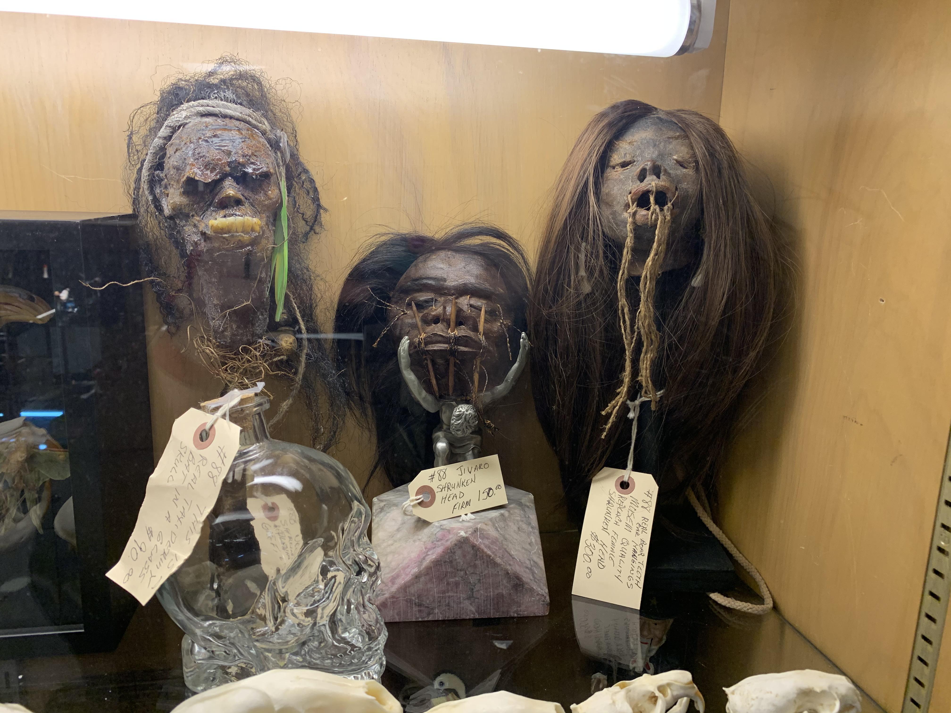 Is it legal to buy shrunken heads? Scrolller