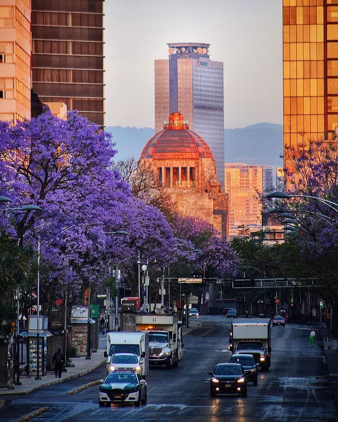 Jacaranda season is starting in Mexico City | Scrolller