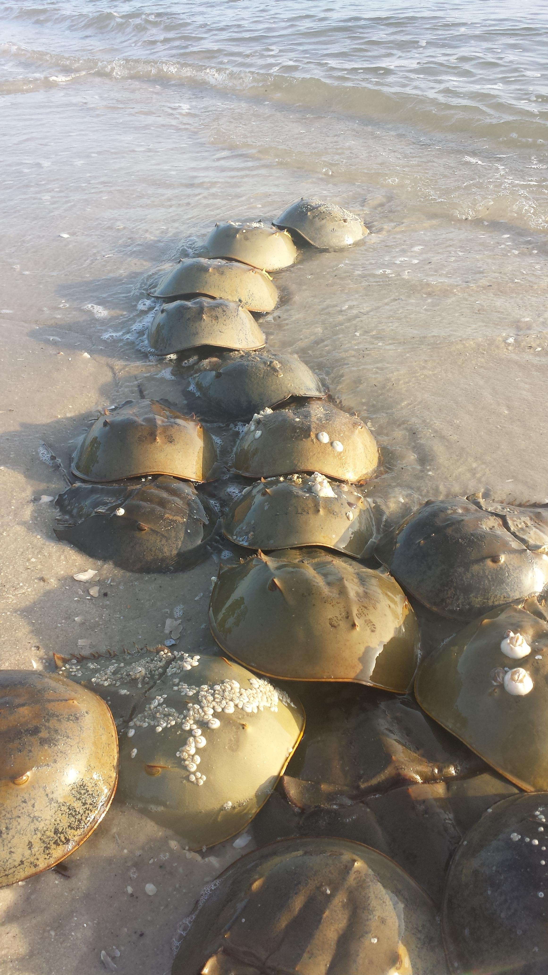 Join the Horseshoe Crab Conga Line! Scrolller
