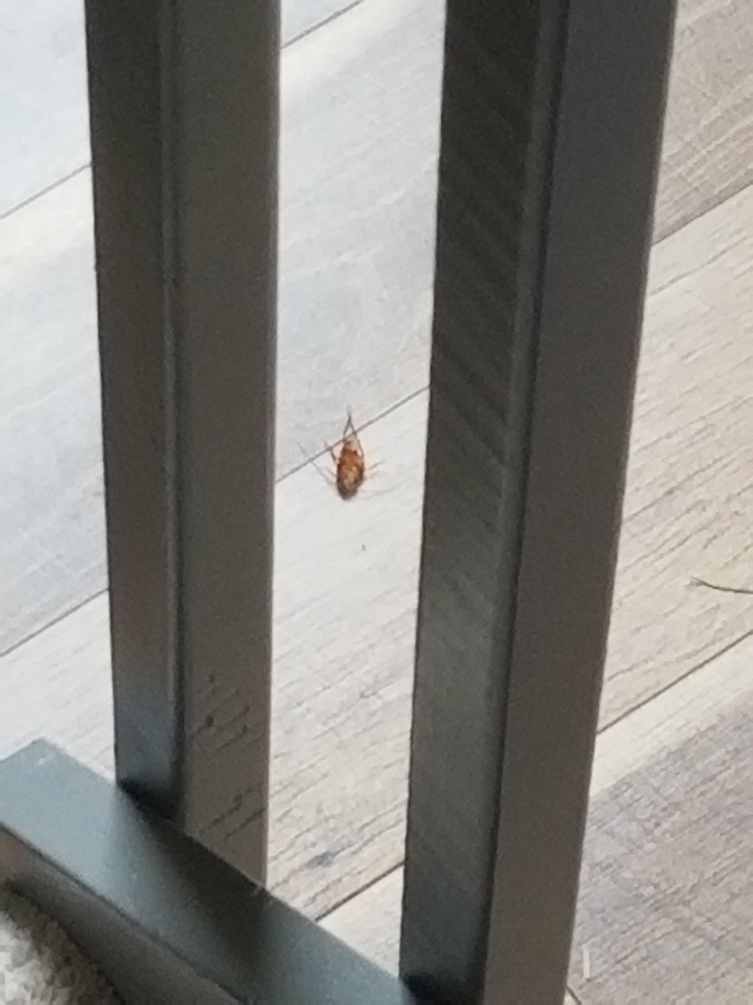 June Bugs, Water Bugs, Beetles and Cockroaches, what's the difference