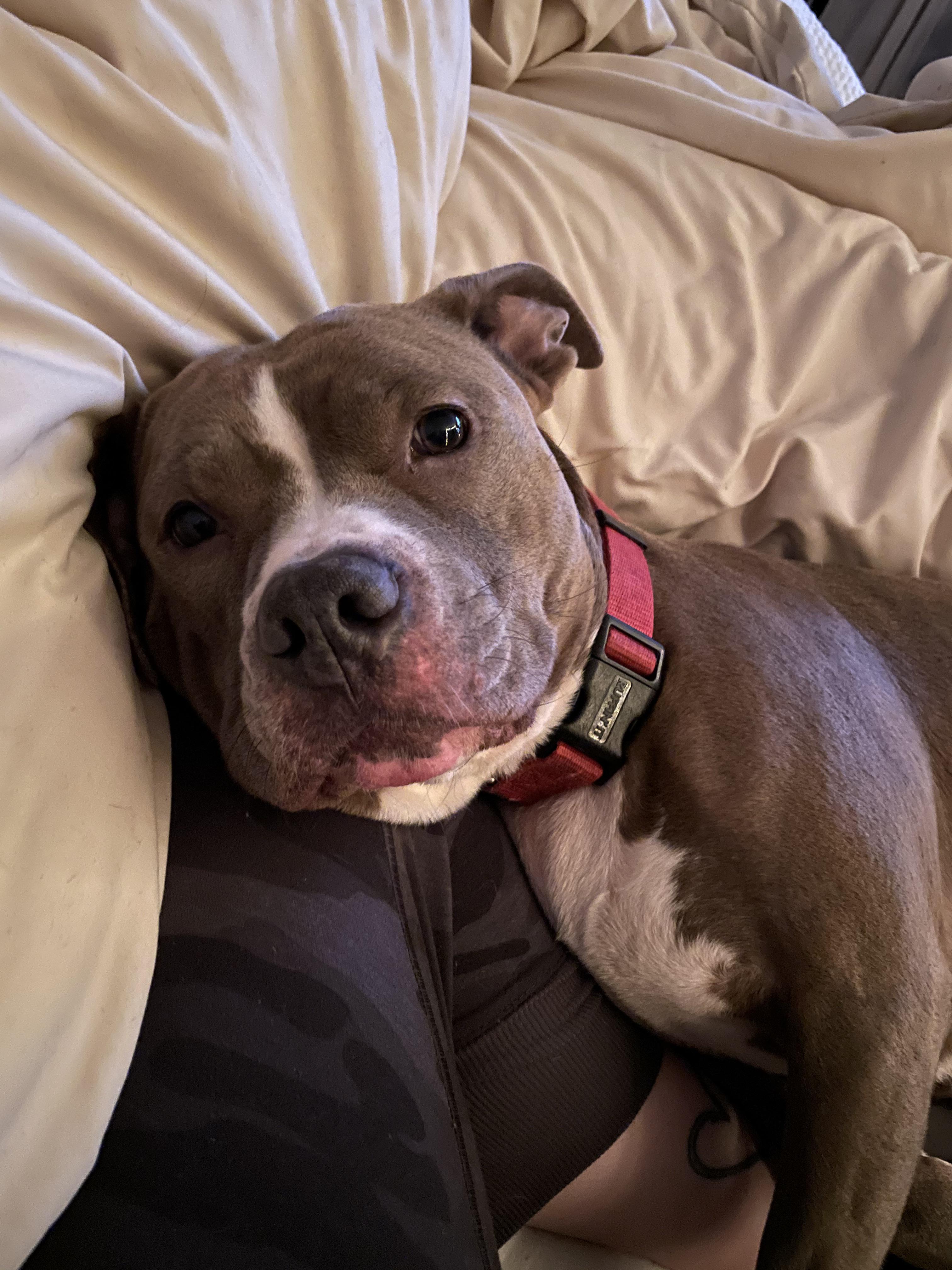 Just came across some pit bull hate on another sub, so I’m taking a moment to appreciate my