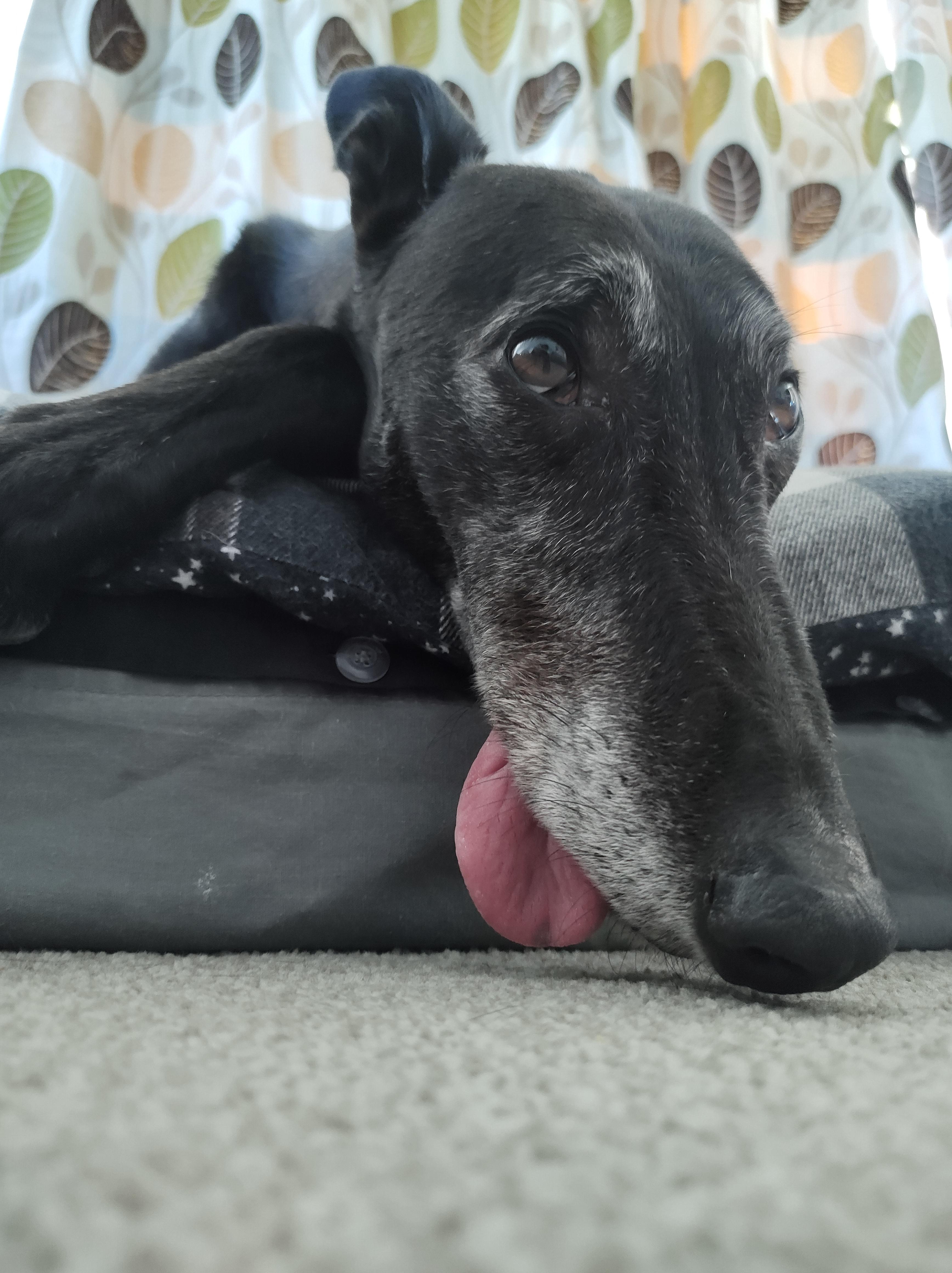 Kenneth Exposing Max Surface Area For Optimum Cooling After Dreadfully