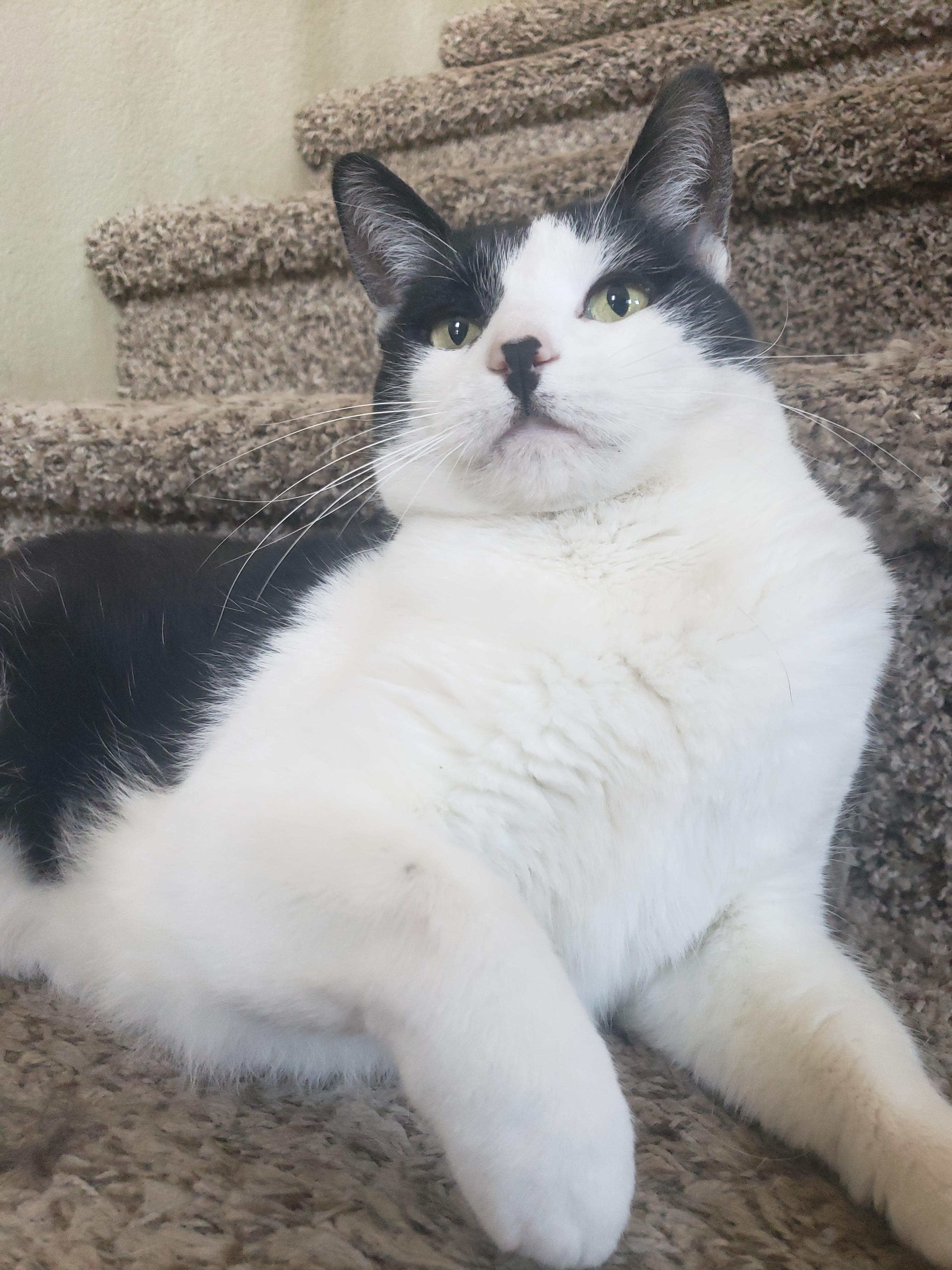 Kitler has seized control of the stairs | Scrolller