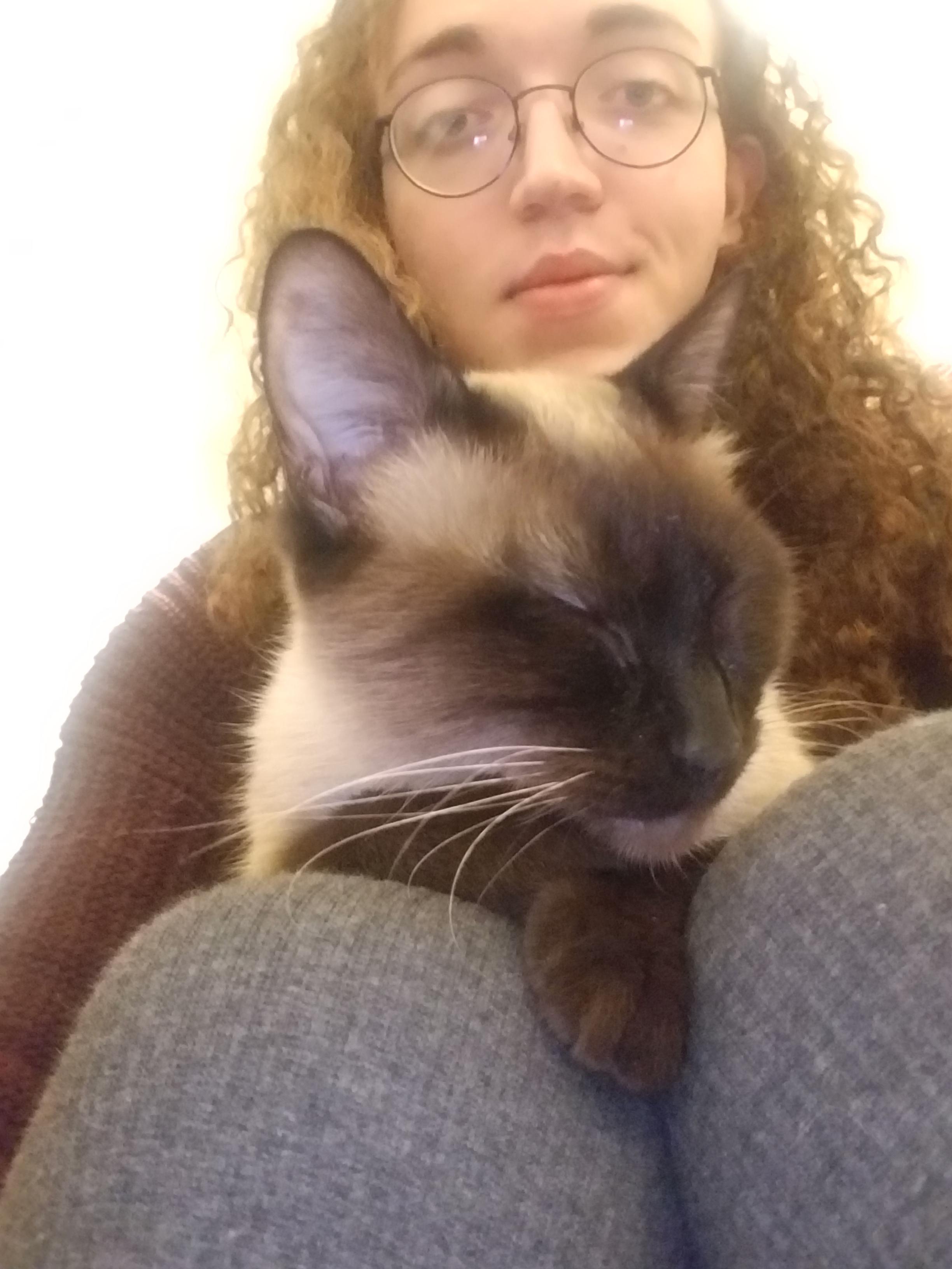 Kitty Cuddles. Scrolller