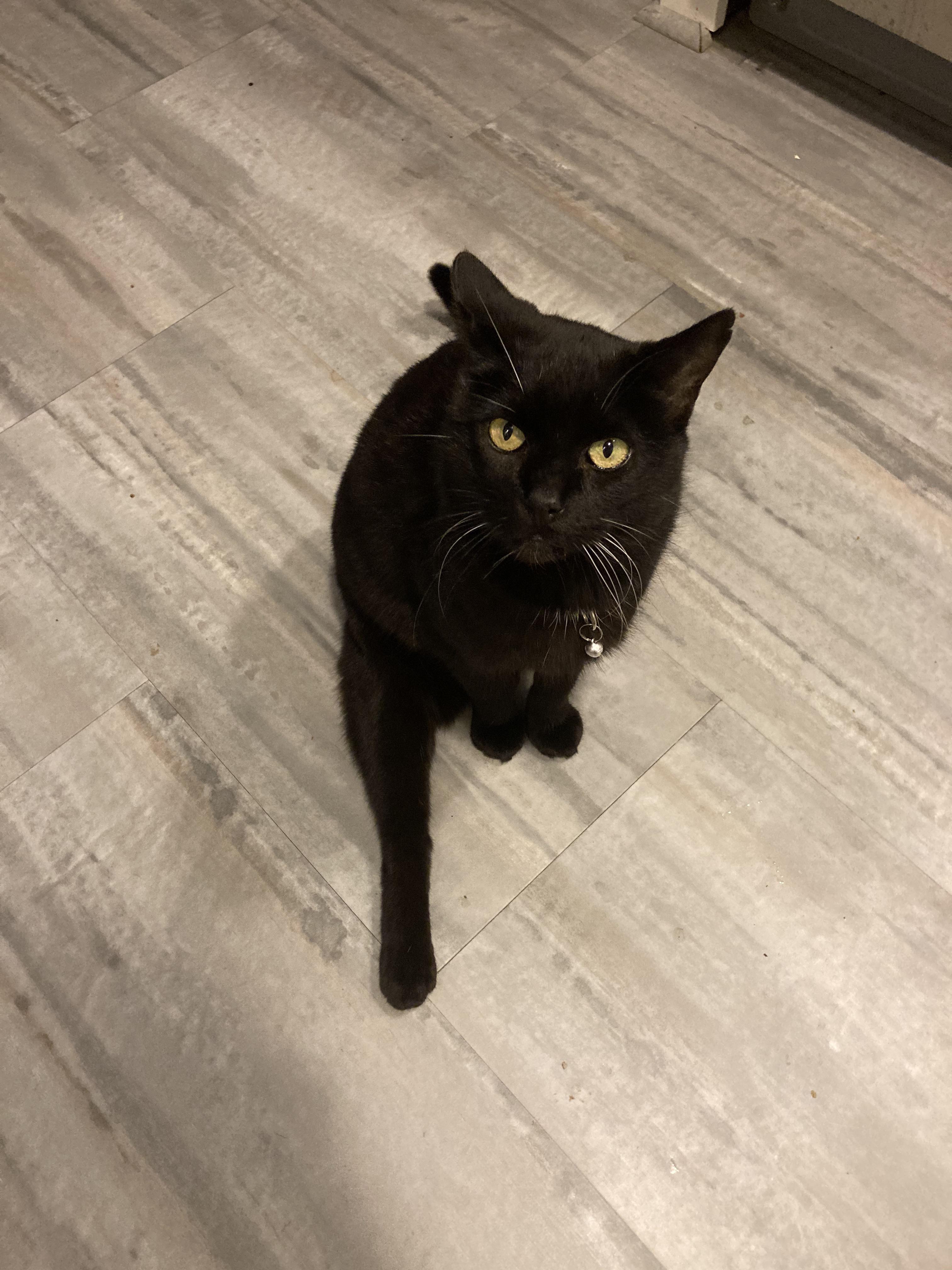 Kitty has a permanent drumstick from an injury from long ago, it doesn