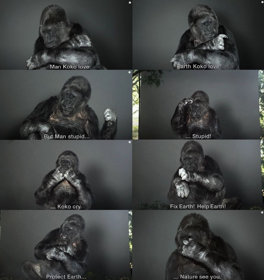 Koko (gorilla) visual data 4