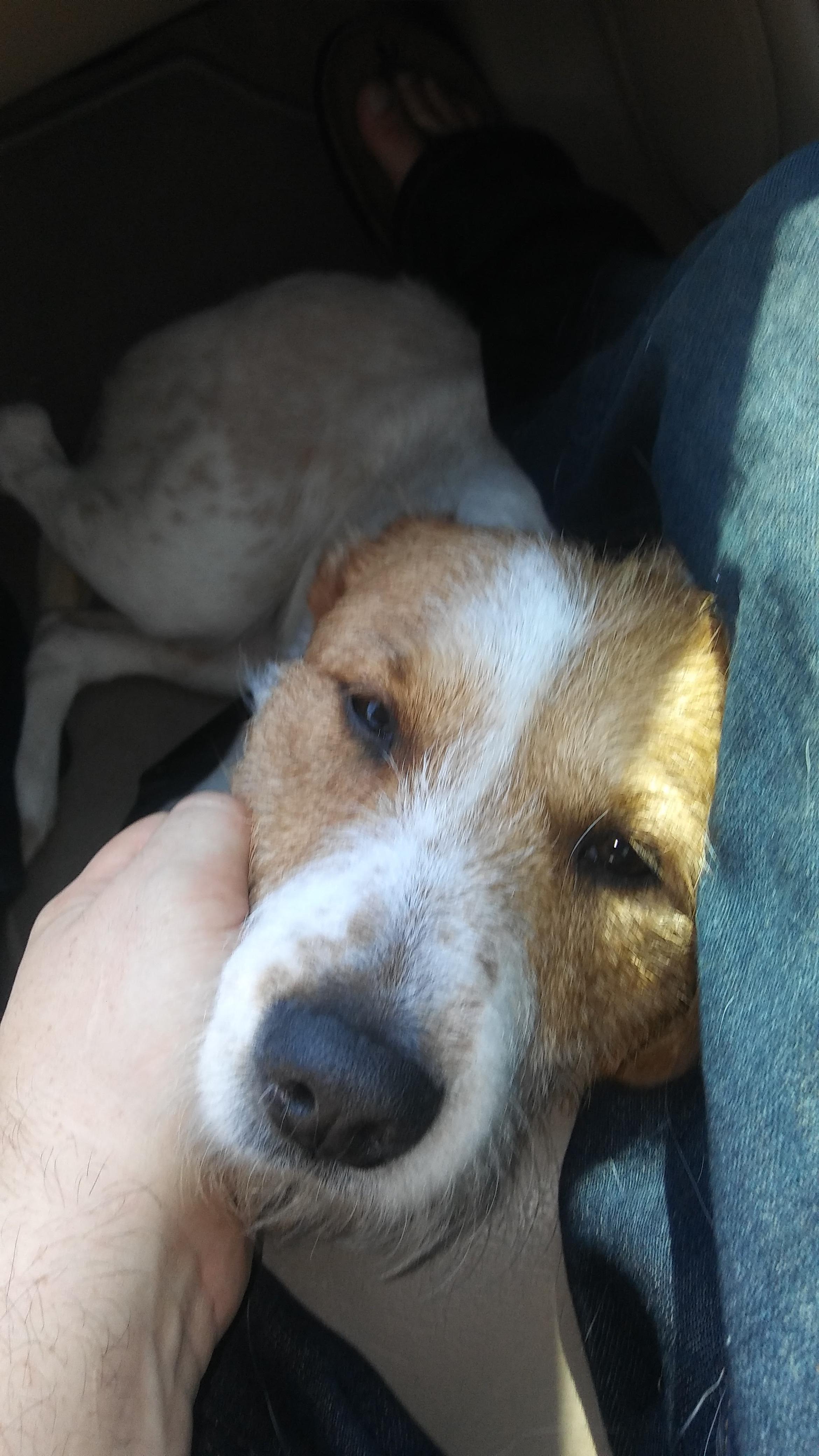 Last pic I took of my first dog "Nevaeh" before I gave her up. I