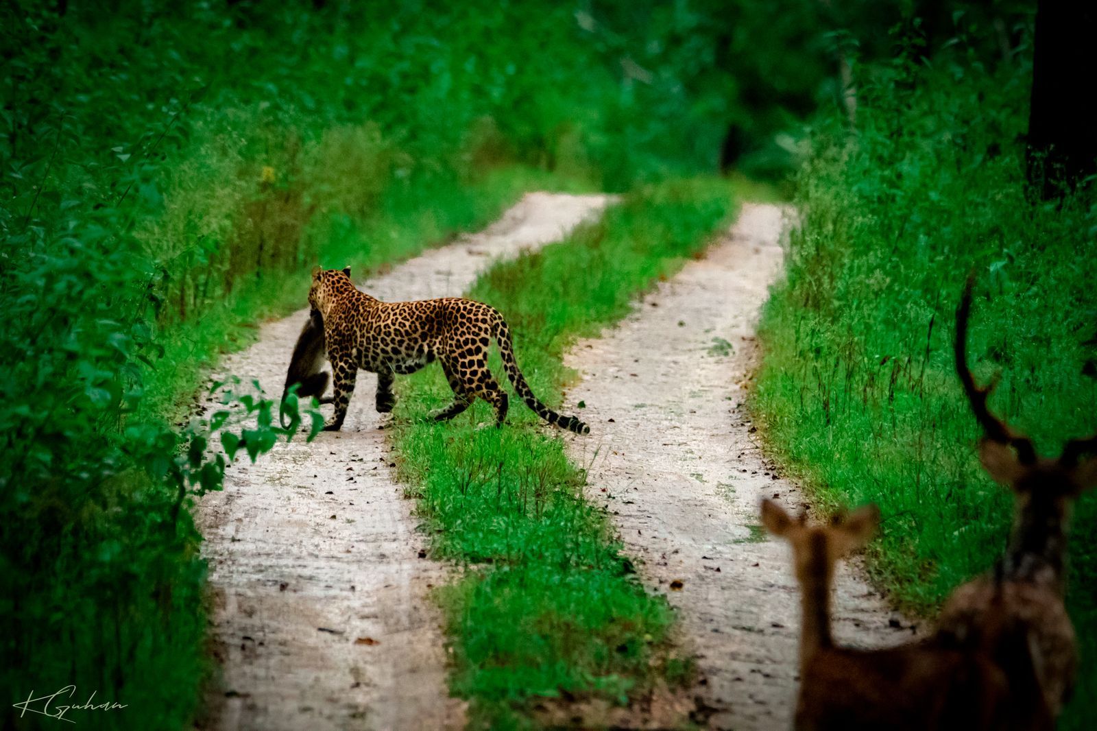Leopard carrying a Langur monkey kill past a herd of Chital Deer