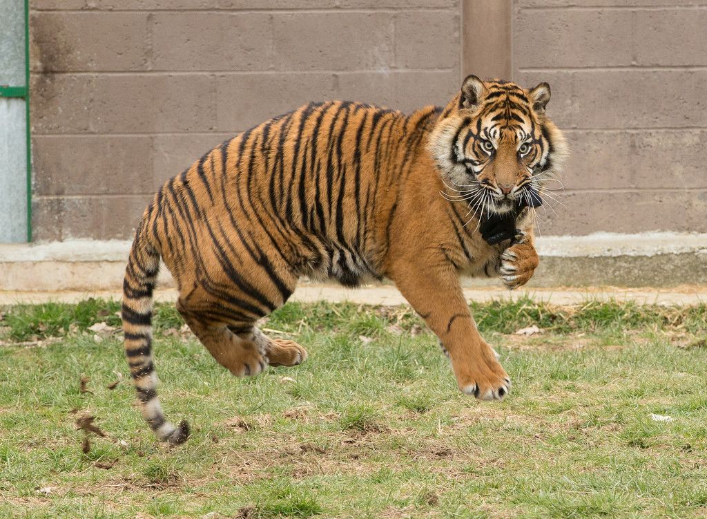 Levitating Tiger Scrolller