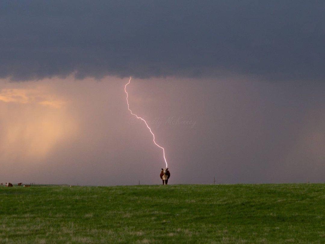 Lightning "struck" a cow, perfectly timed photo captured by Freddy