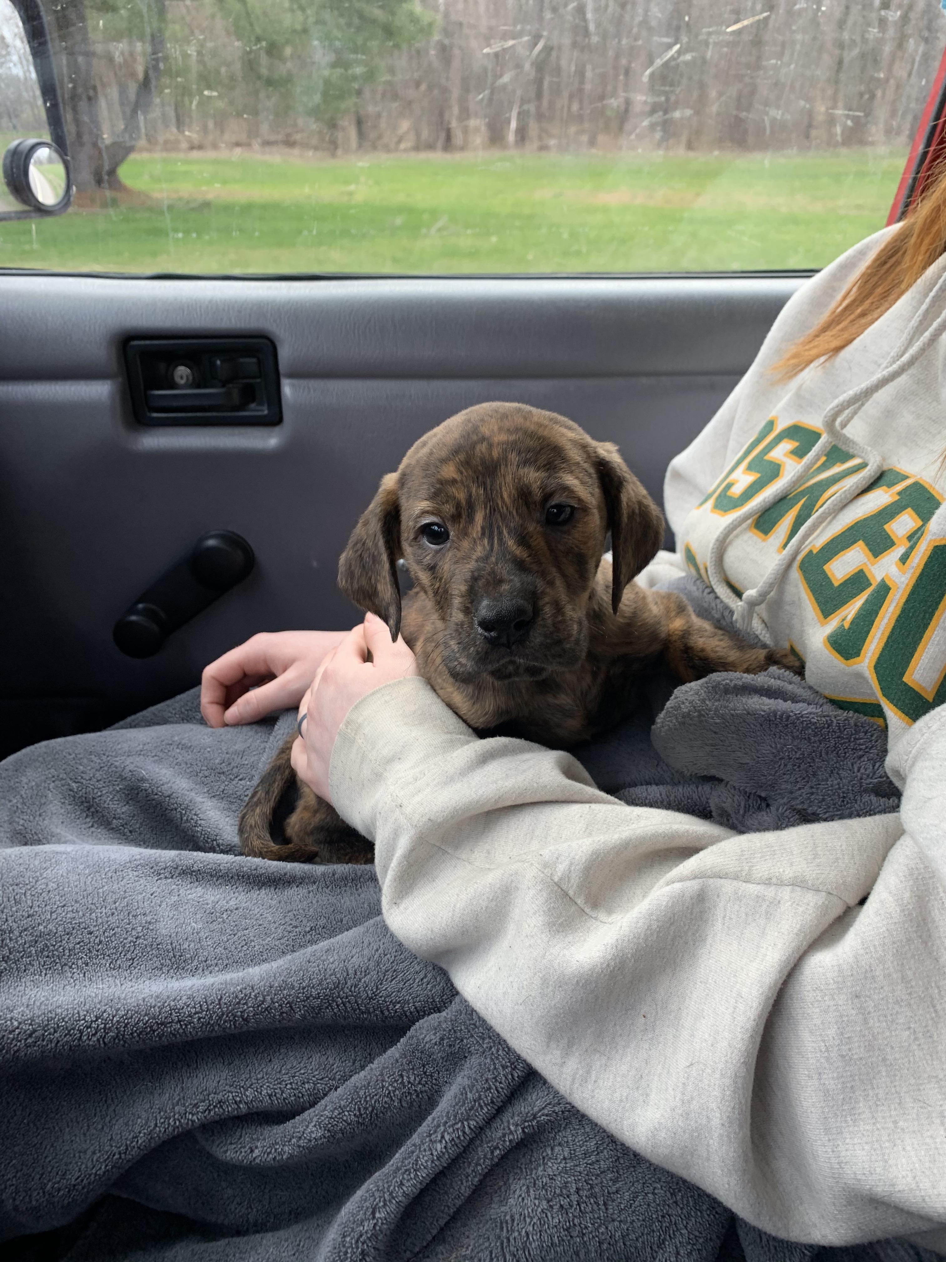 Little Odin! 8 week old hound/black lab/ rottweiler mix | Scrolller
