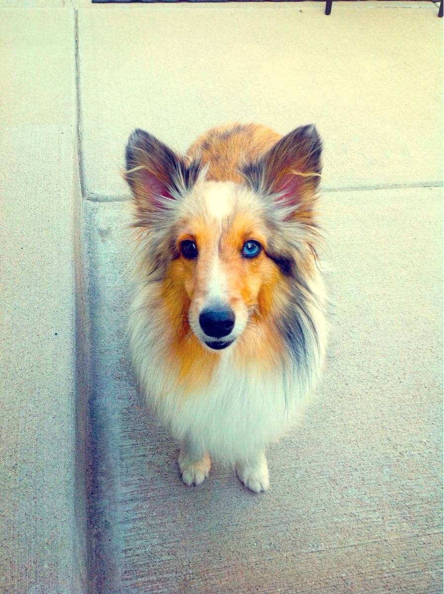 Little Roo | Scrolller