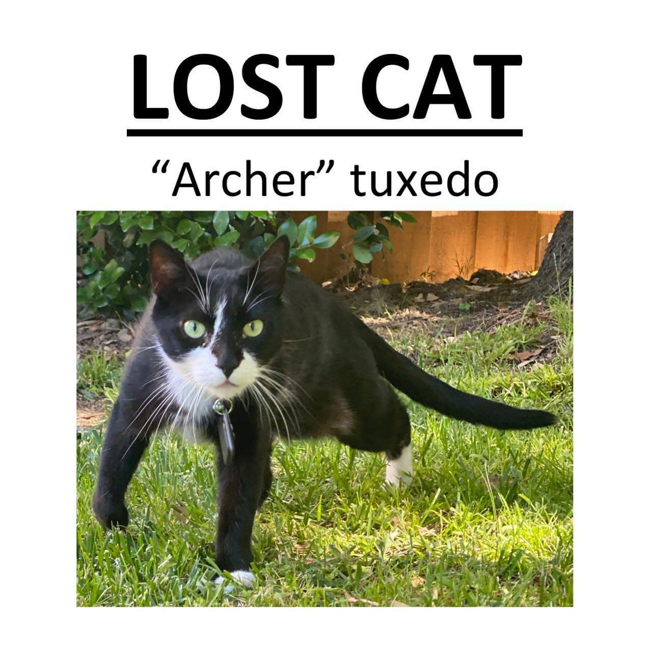 Lost Tuxedo Cat Last Seen Behind Ralph s No Collar But lost-tuxedo-cat-last-seen-behind-ralph-s-no-collar-but
