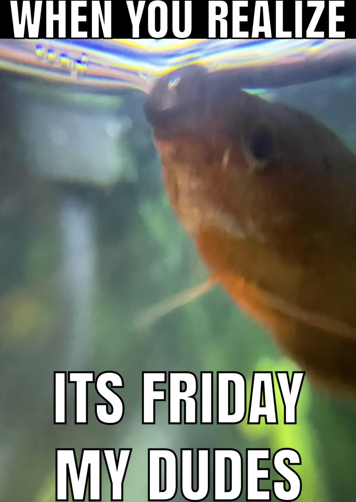 Make Fish Friday A Thing Scrolller