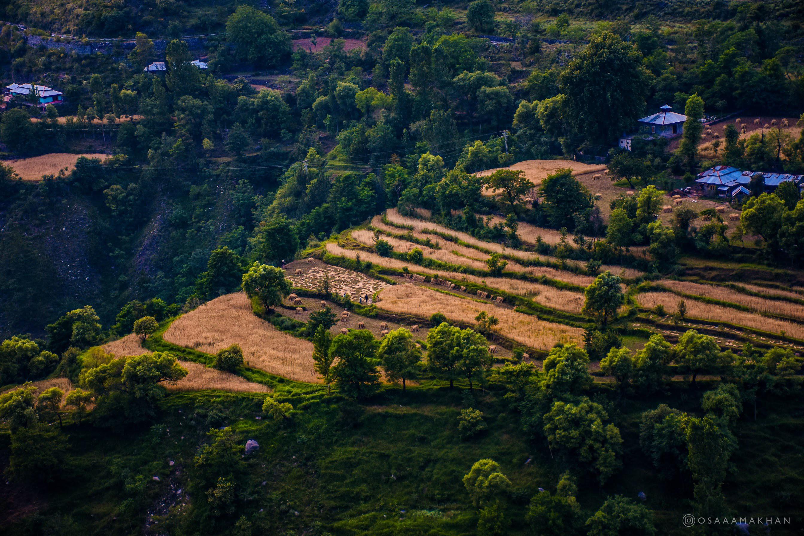 Meadows ready to be harvested in Chinari, Azad Kashmir. (29 May, 2021 ...