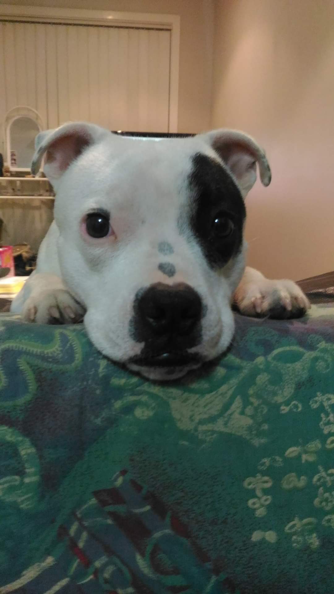 Meet bully. Our 5yo born deaf English staffy. Dalmatian throw back ...