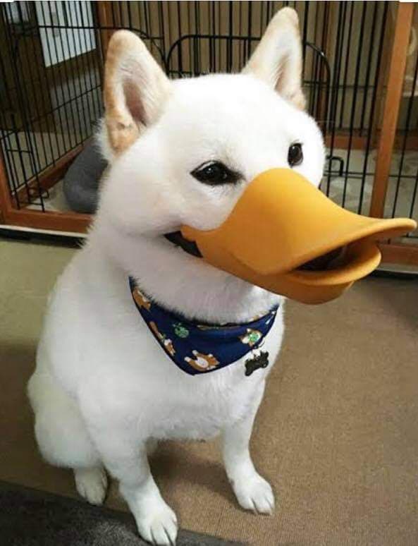 Meet Duck D the Mumble Rapper | Scrolller