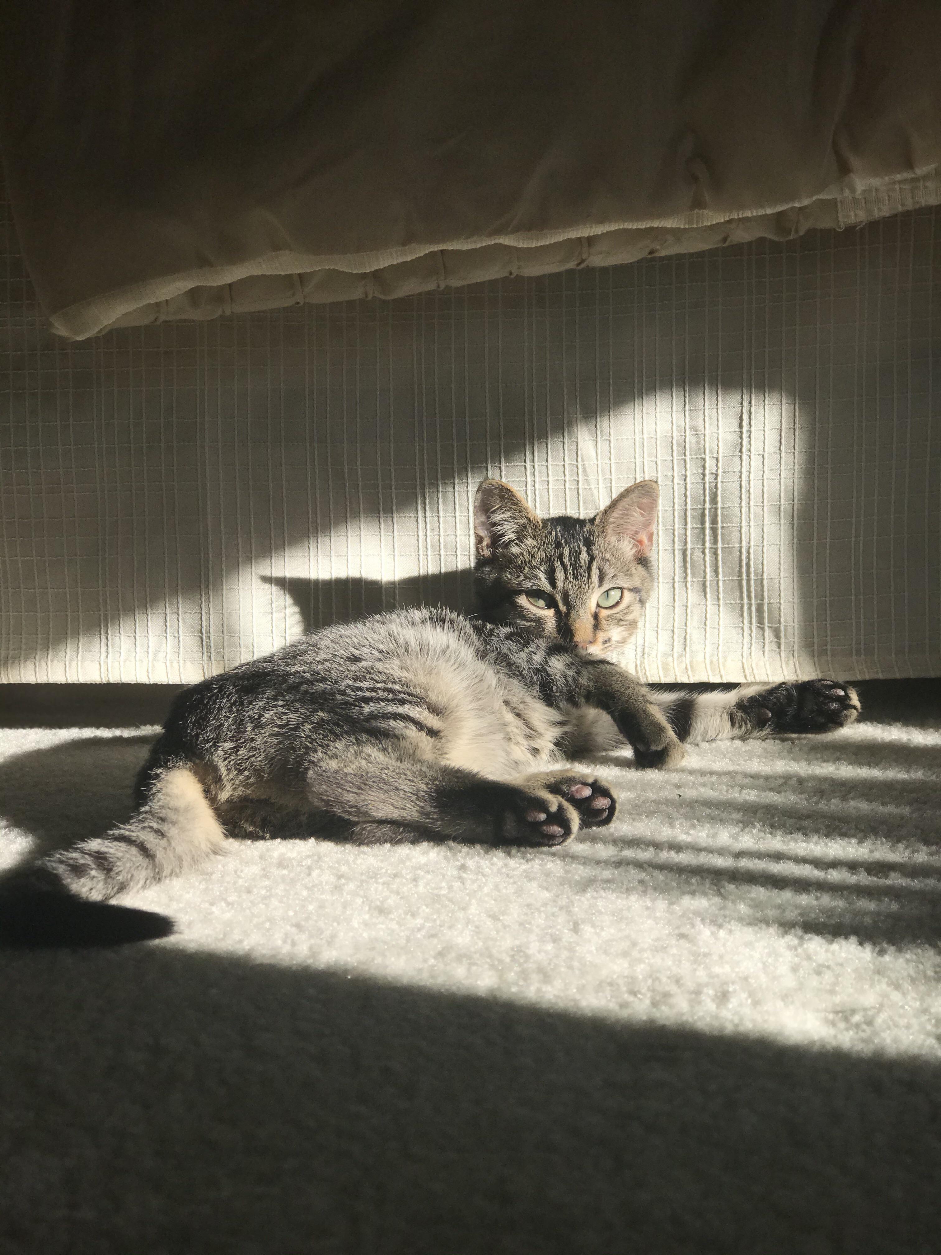Meet my sevenmonth old kitten, Scrolller