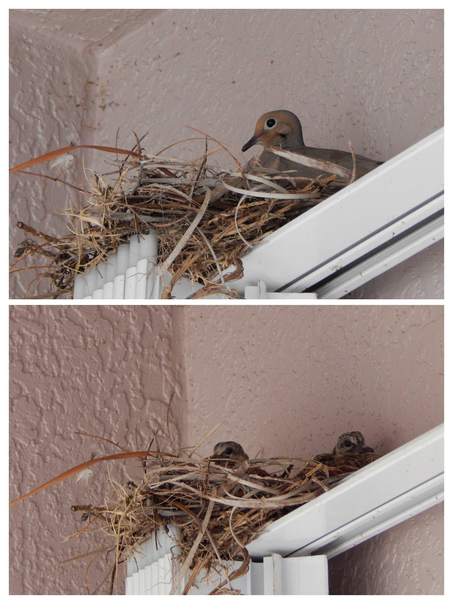 Mourning Dove And Her Babies Scrolller