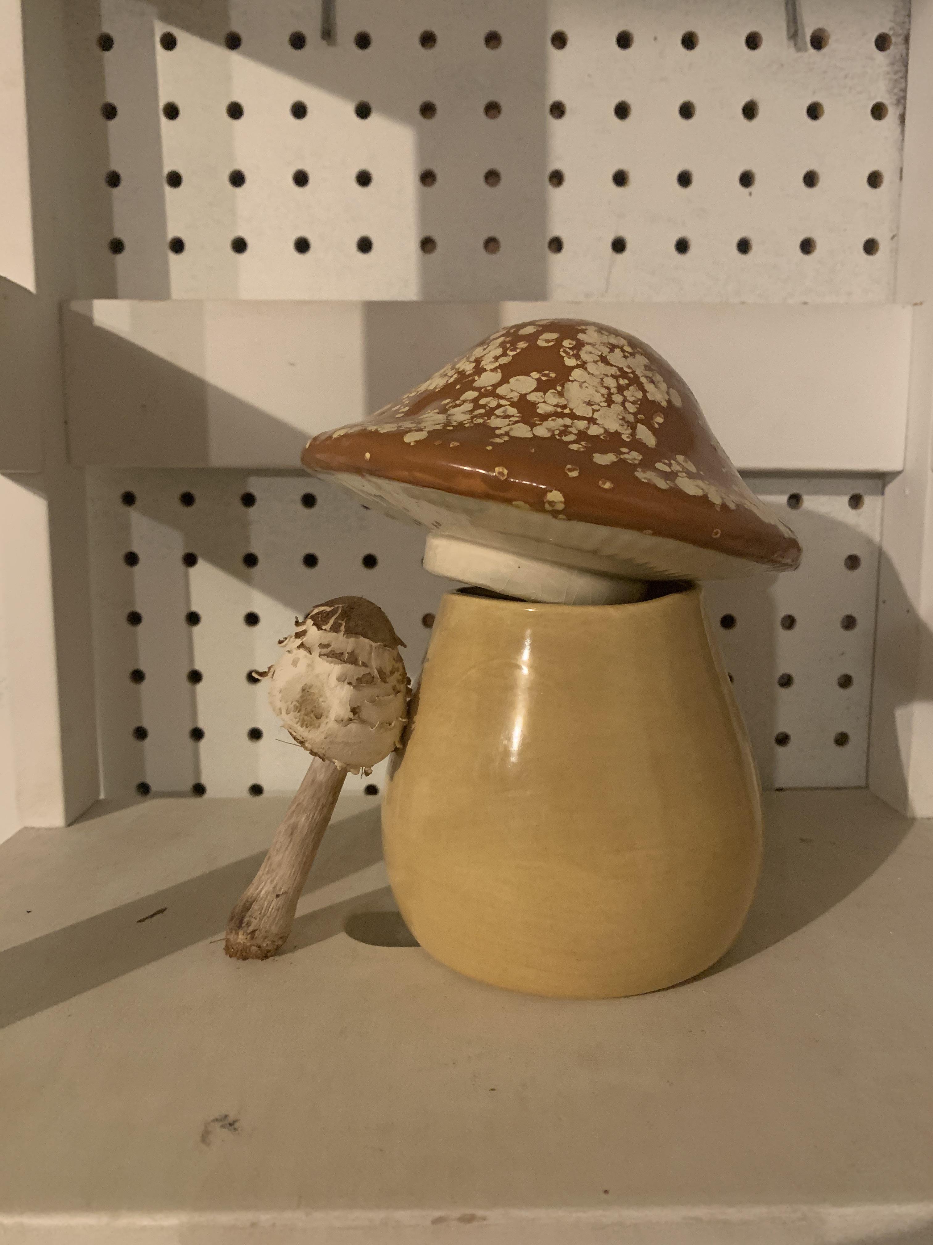 Mushroom jar with mushroom for scale Scrolller