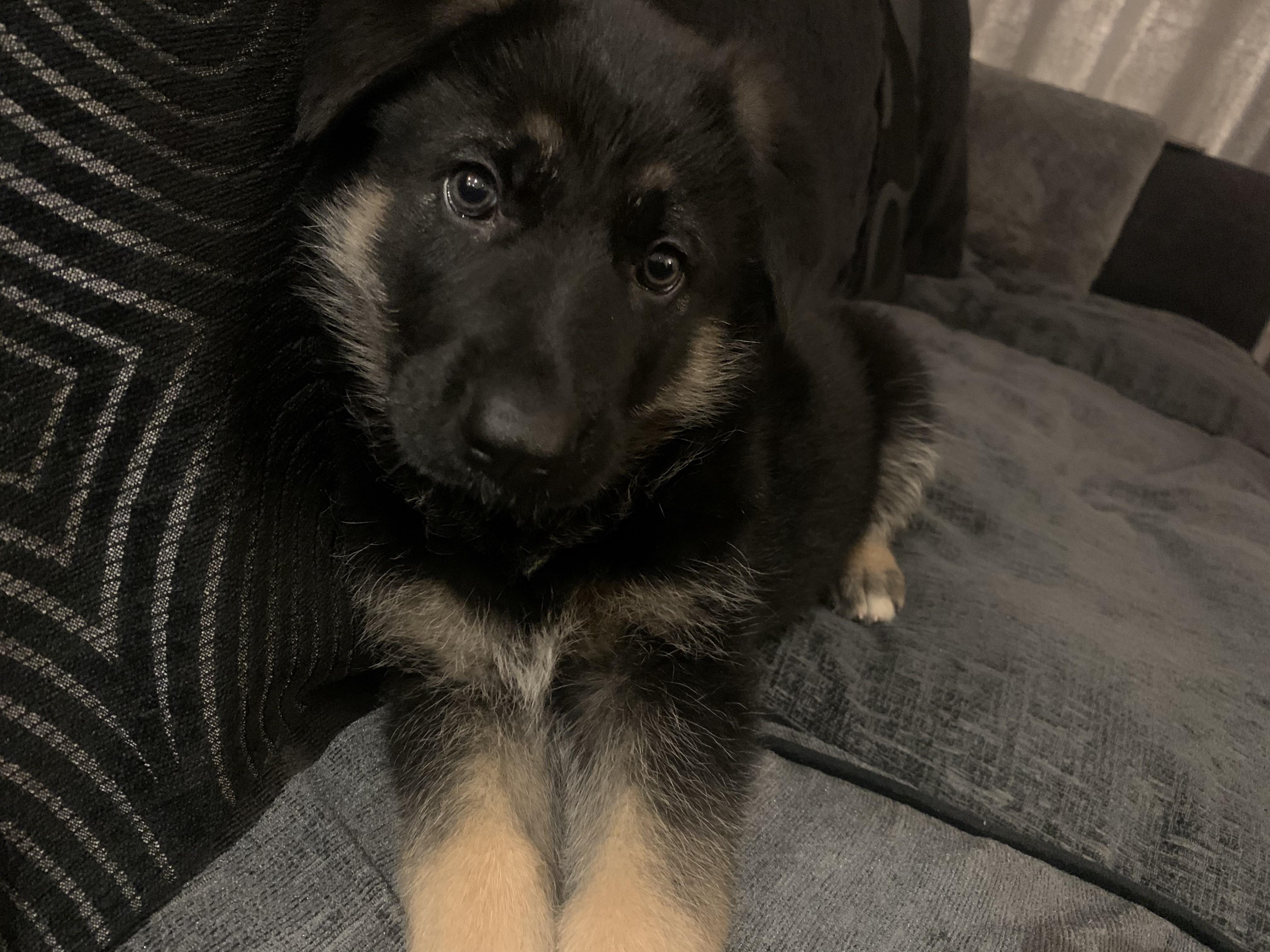 My 9 week old GSD pup Odin, everyone say hi! | Scrolller