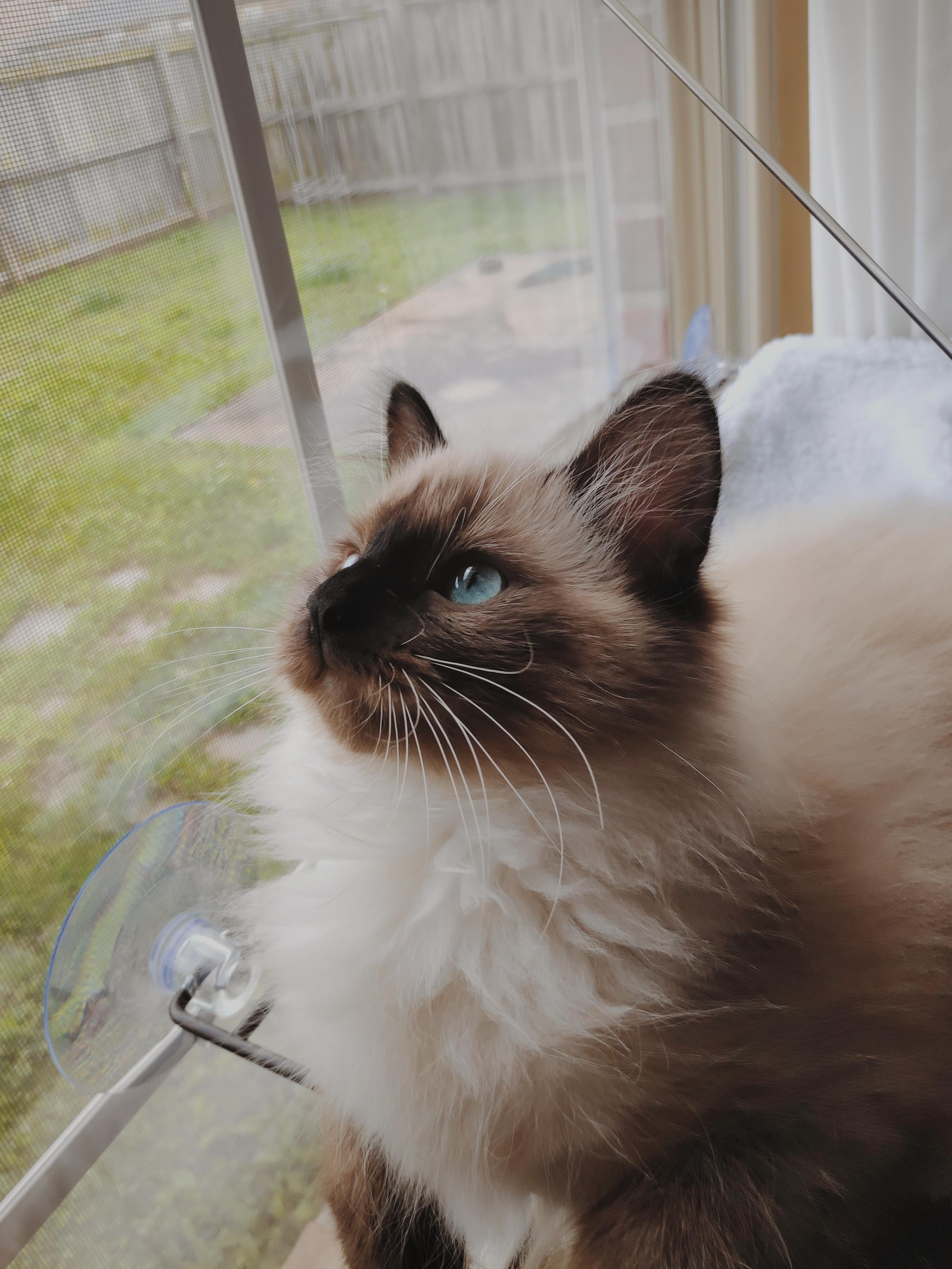My Blue-Eyed Floof | Scrolller