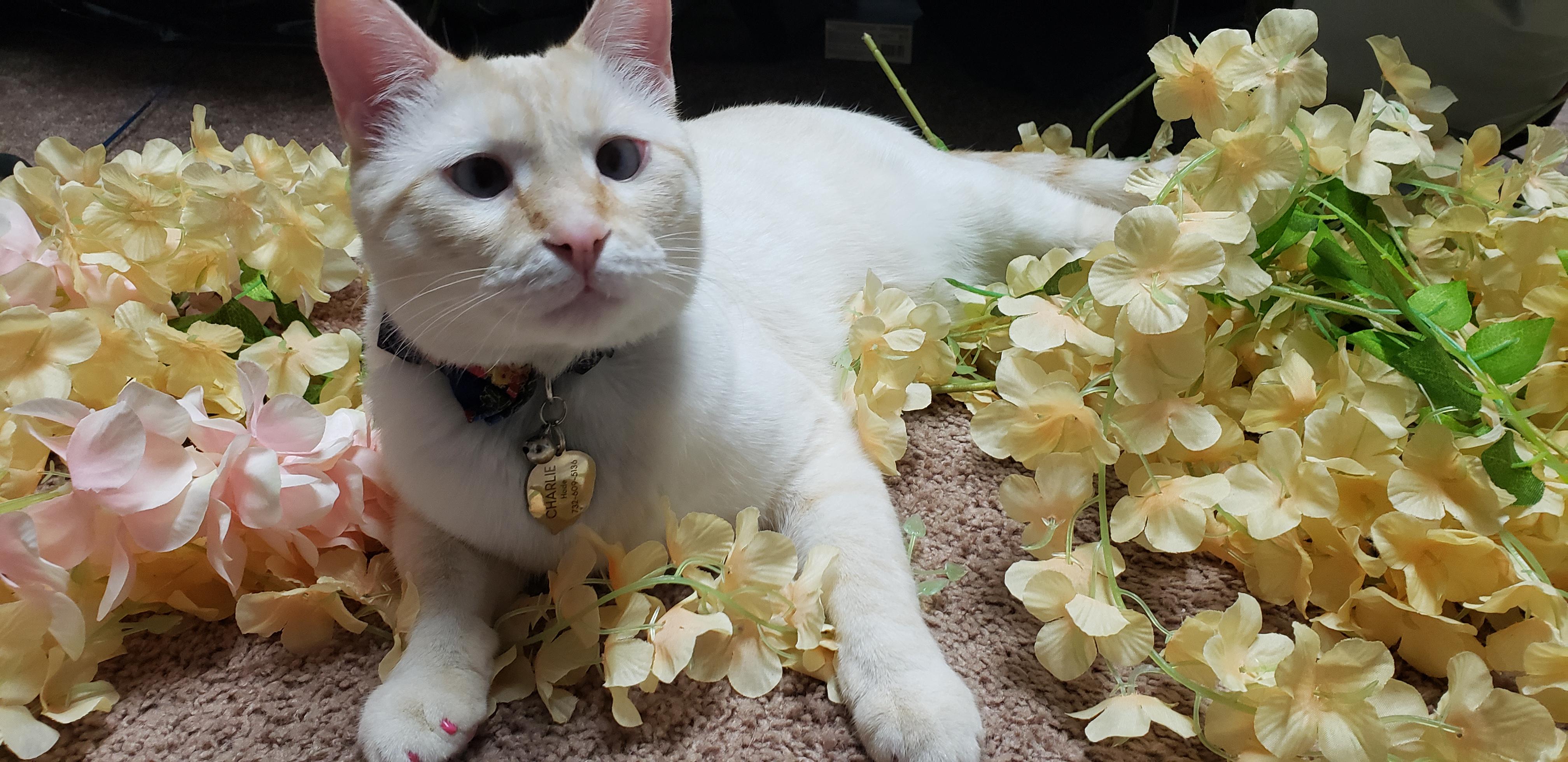 My Charlie could use some friendly words ☺ Scrolller