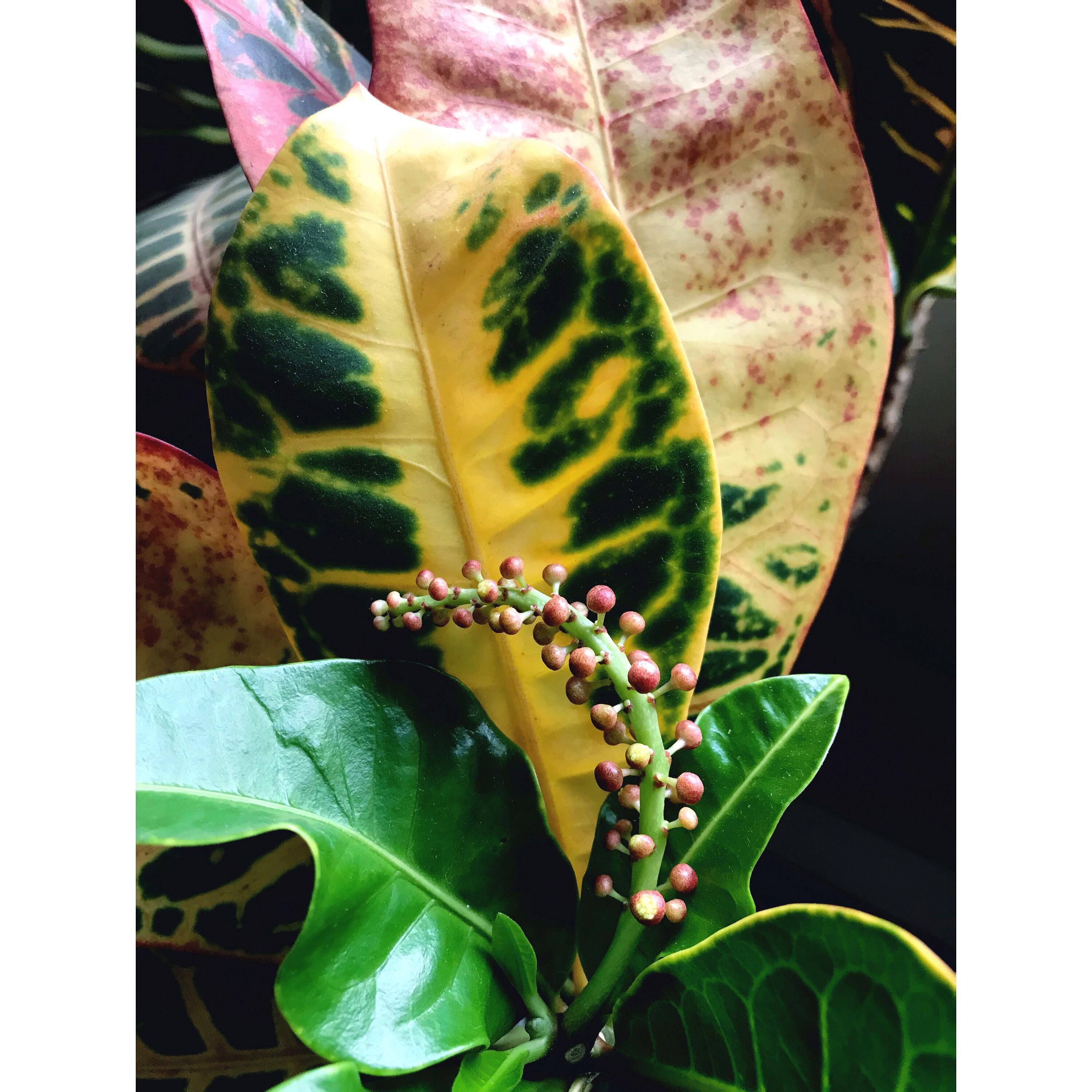 My croton Petra is blooming! Scrolller