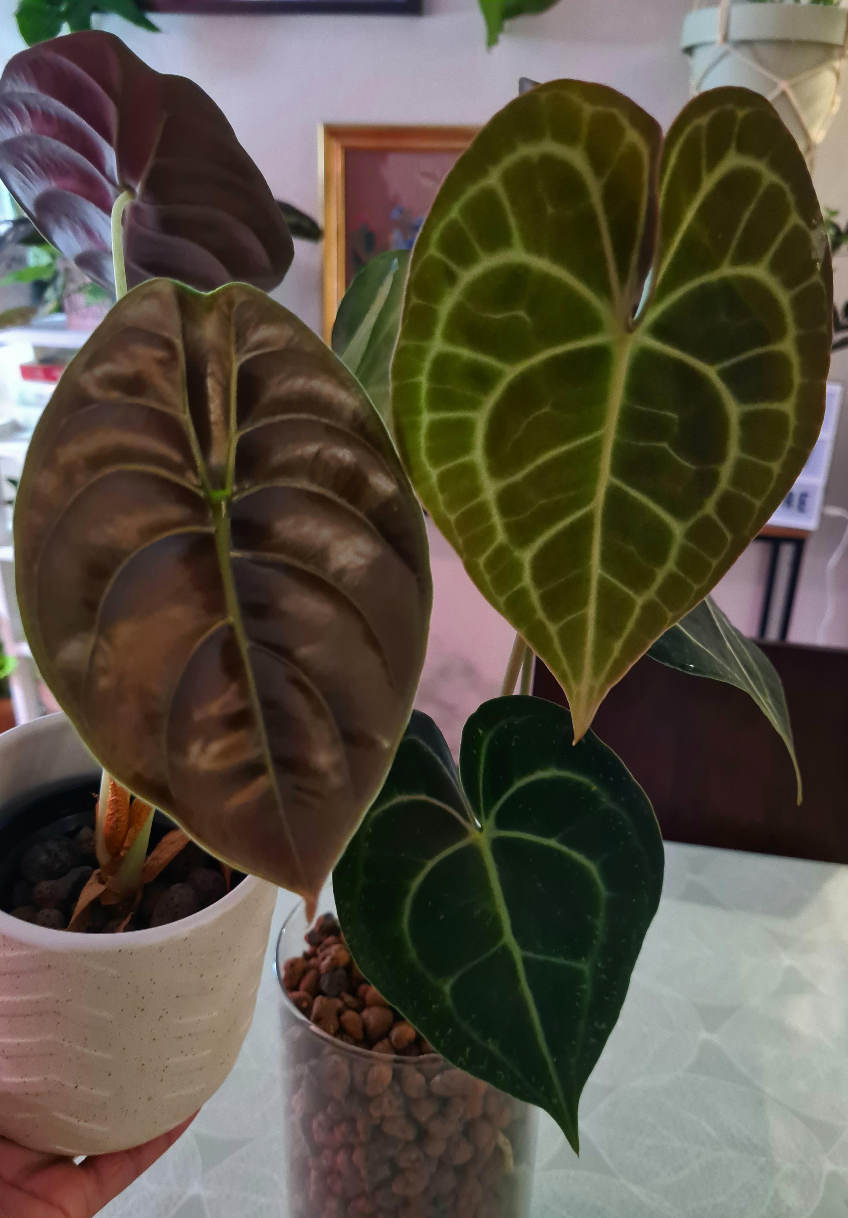 My favorite leaves in one picture. ๐ค๐๐โ๏ธ | Scrolller