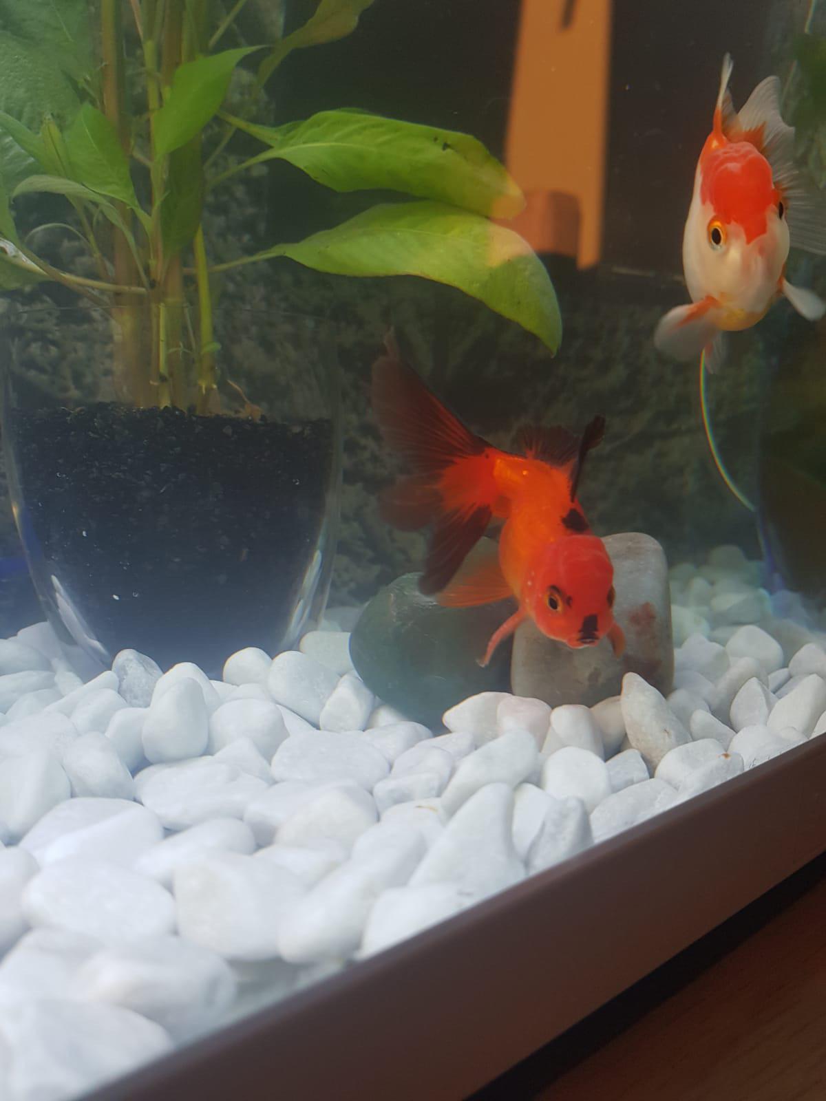 My fish looks like a well known historical figure... | Scrolller