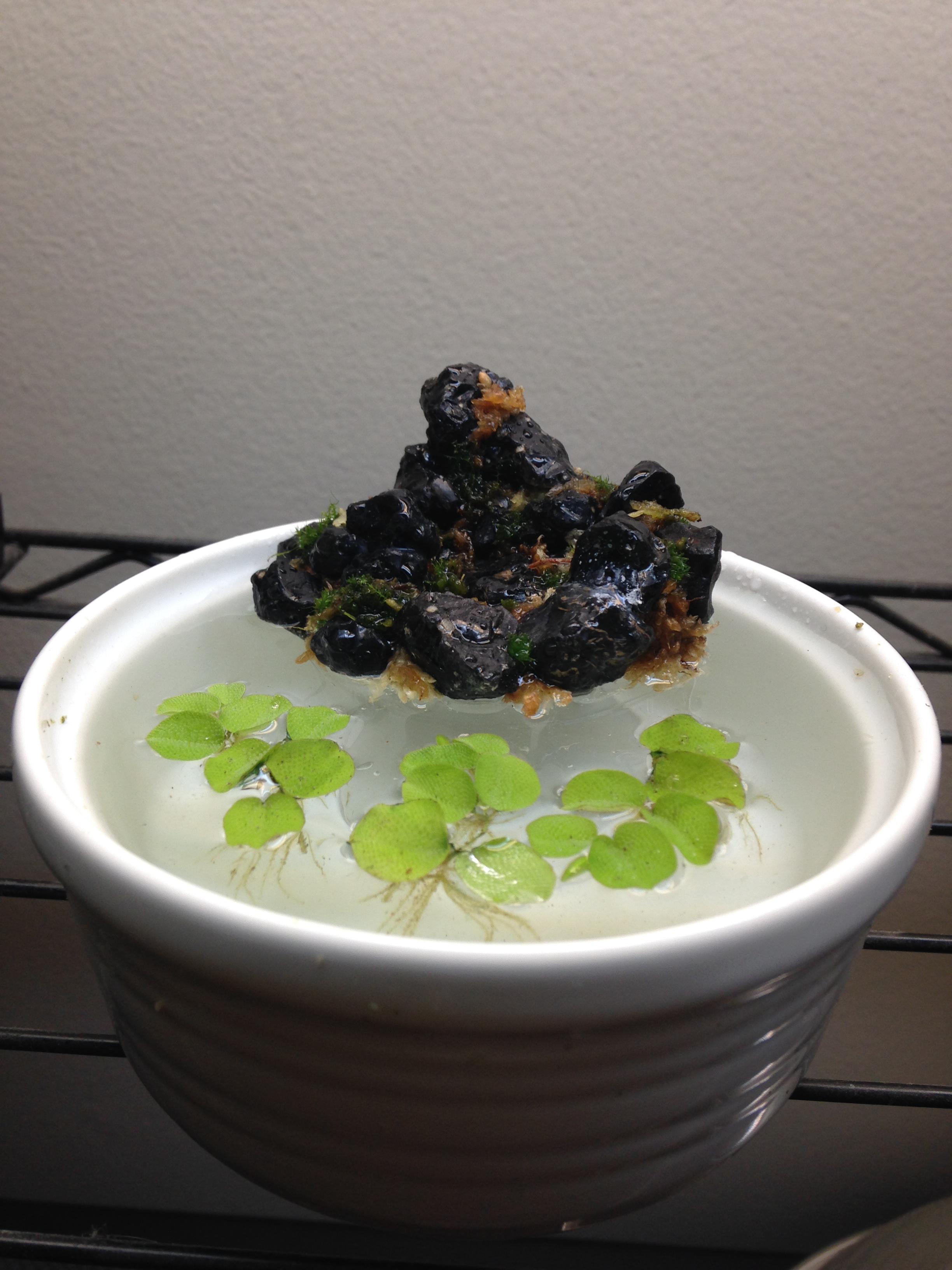 My Mini Paludarium Scrolller