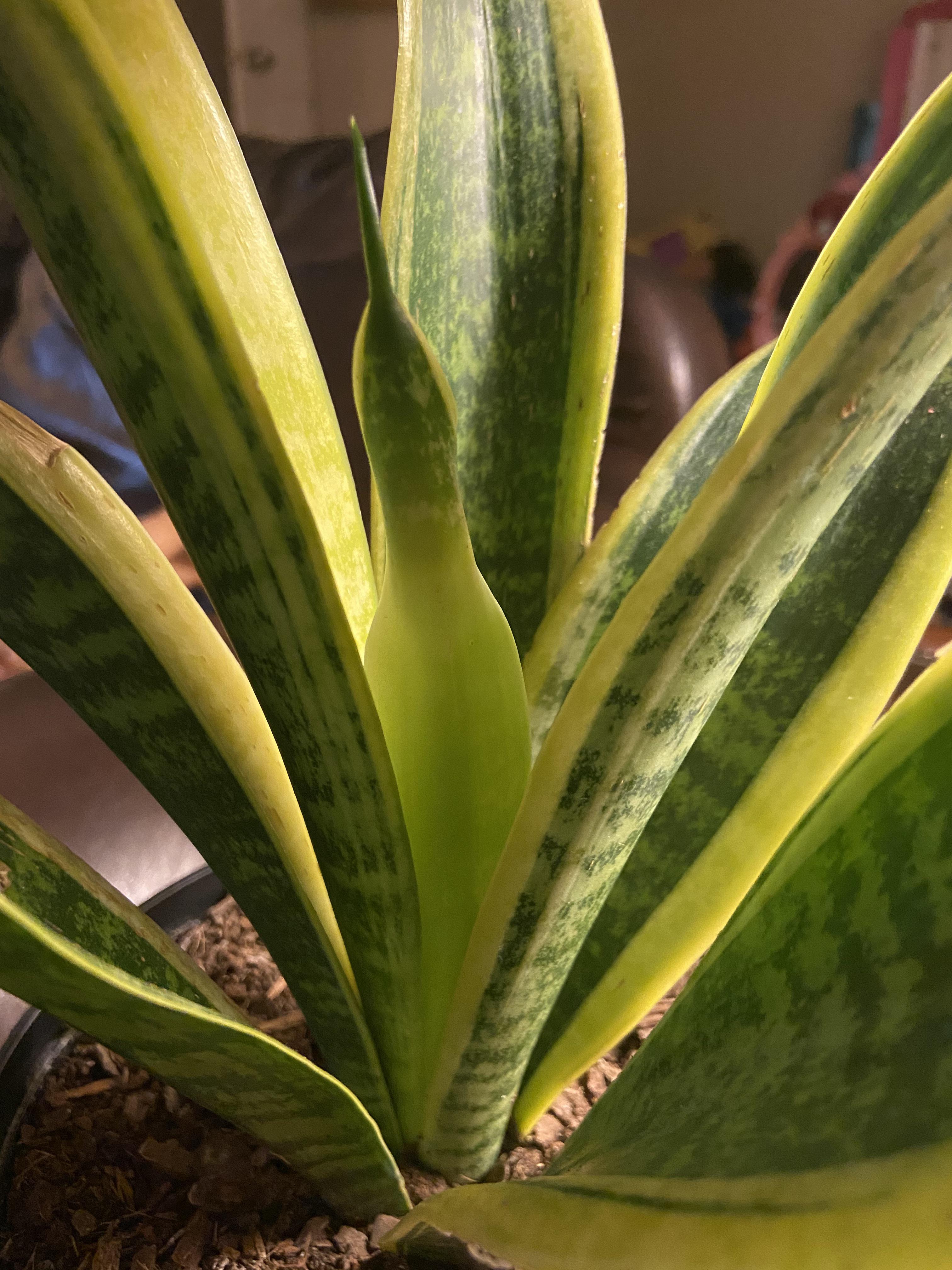 my-snake-plant-is-the-middle-leaf-growing-normal-scrolller