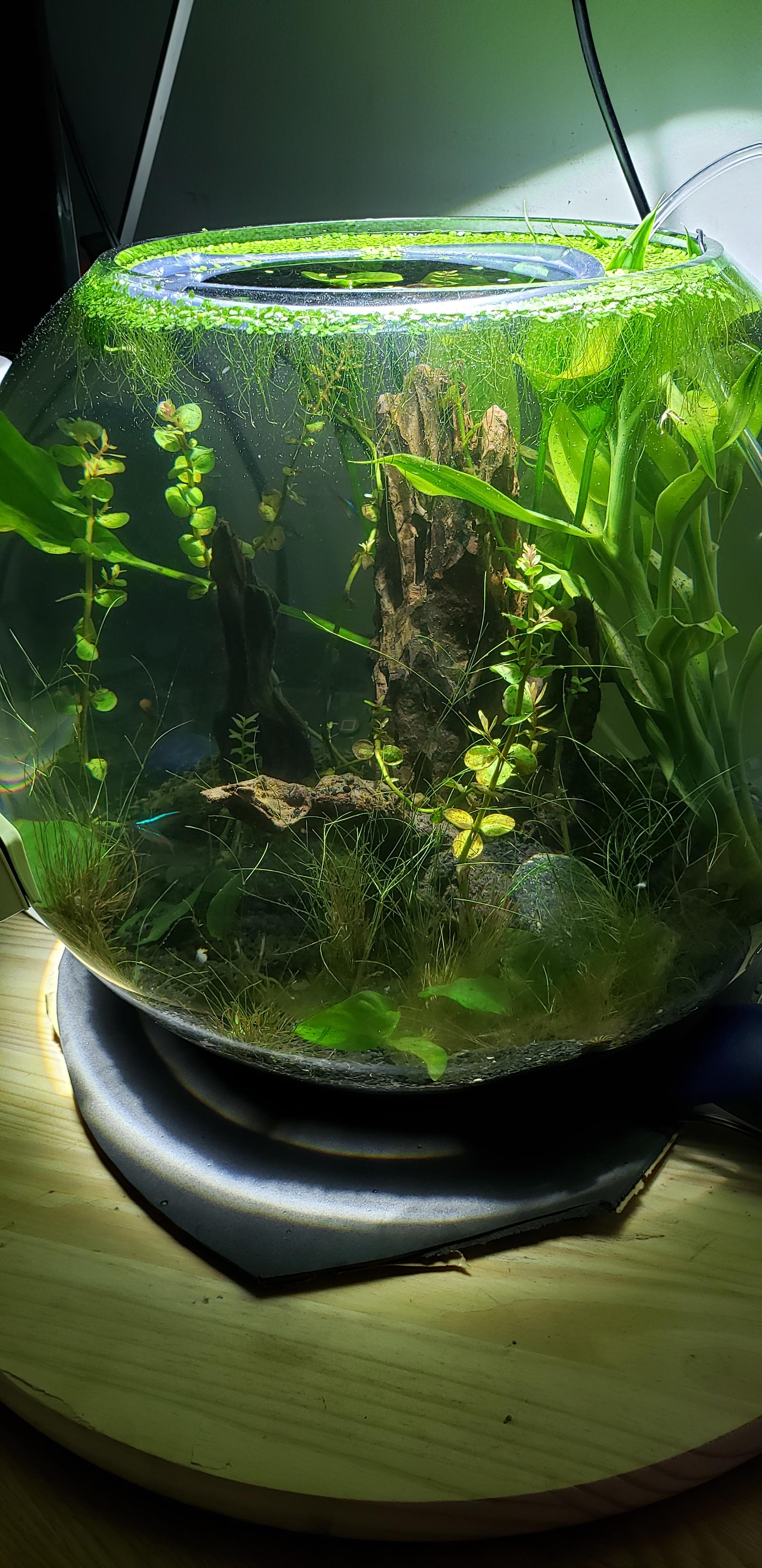 My Two Month Jar Or Bowl 10 Gallon Scrolller my-two-month-jar-or-bowl-10-gallon-scrolller