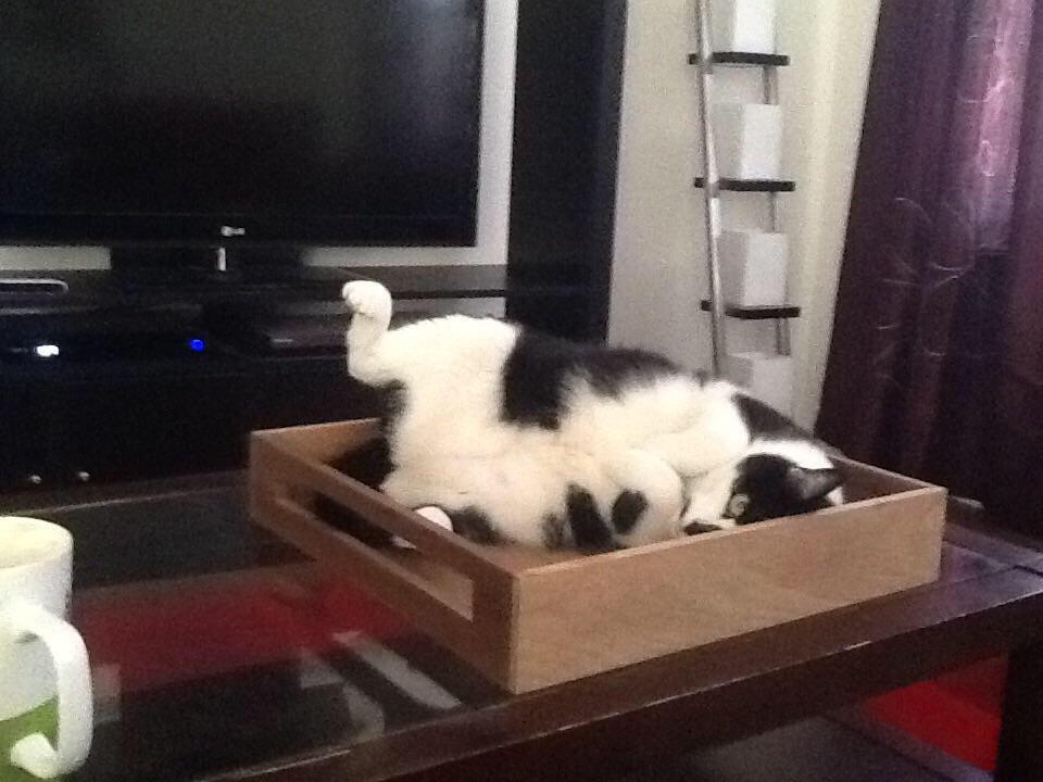 Natasha showing off her drumstick. Scrolller