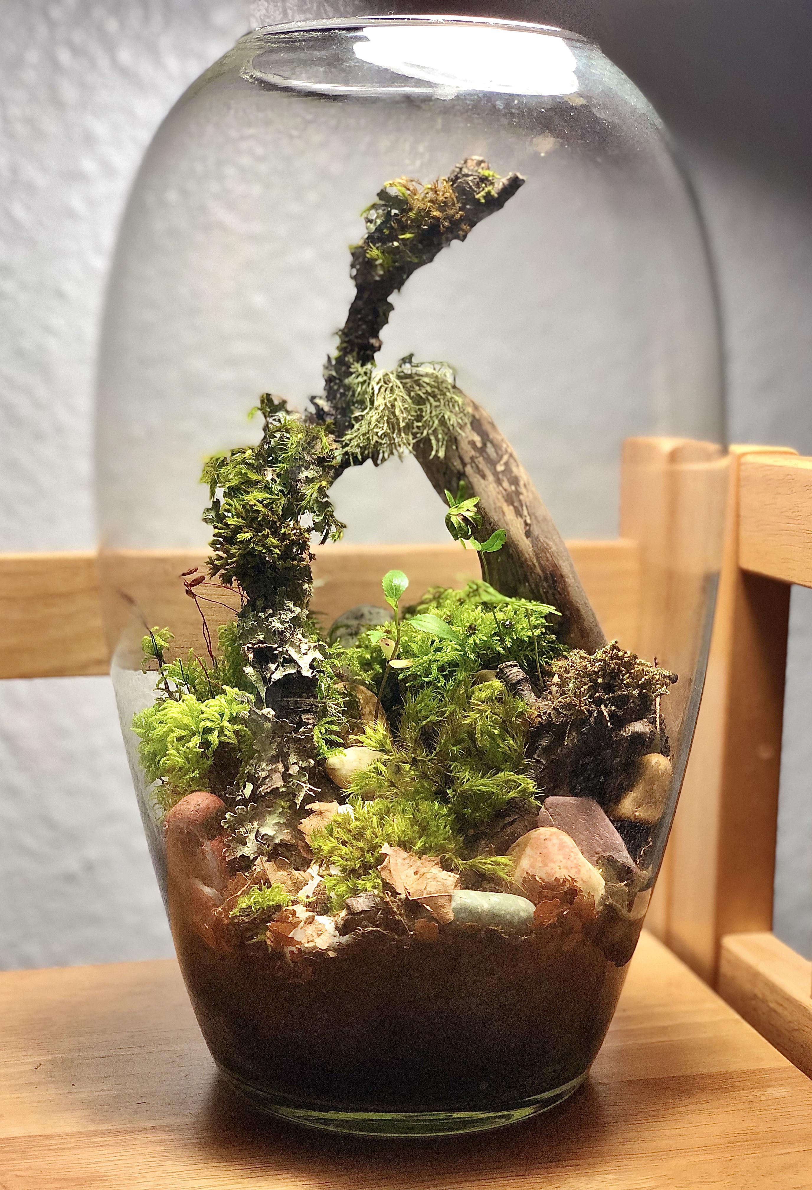 Native Open Terrarium featuring Pill Bugs | Scrolller