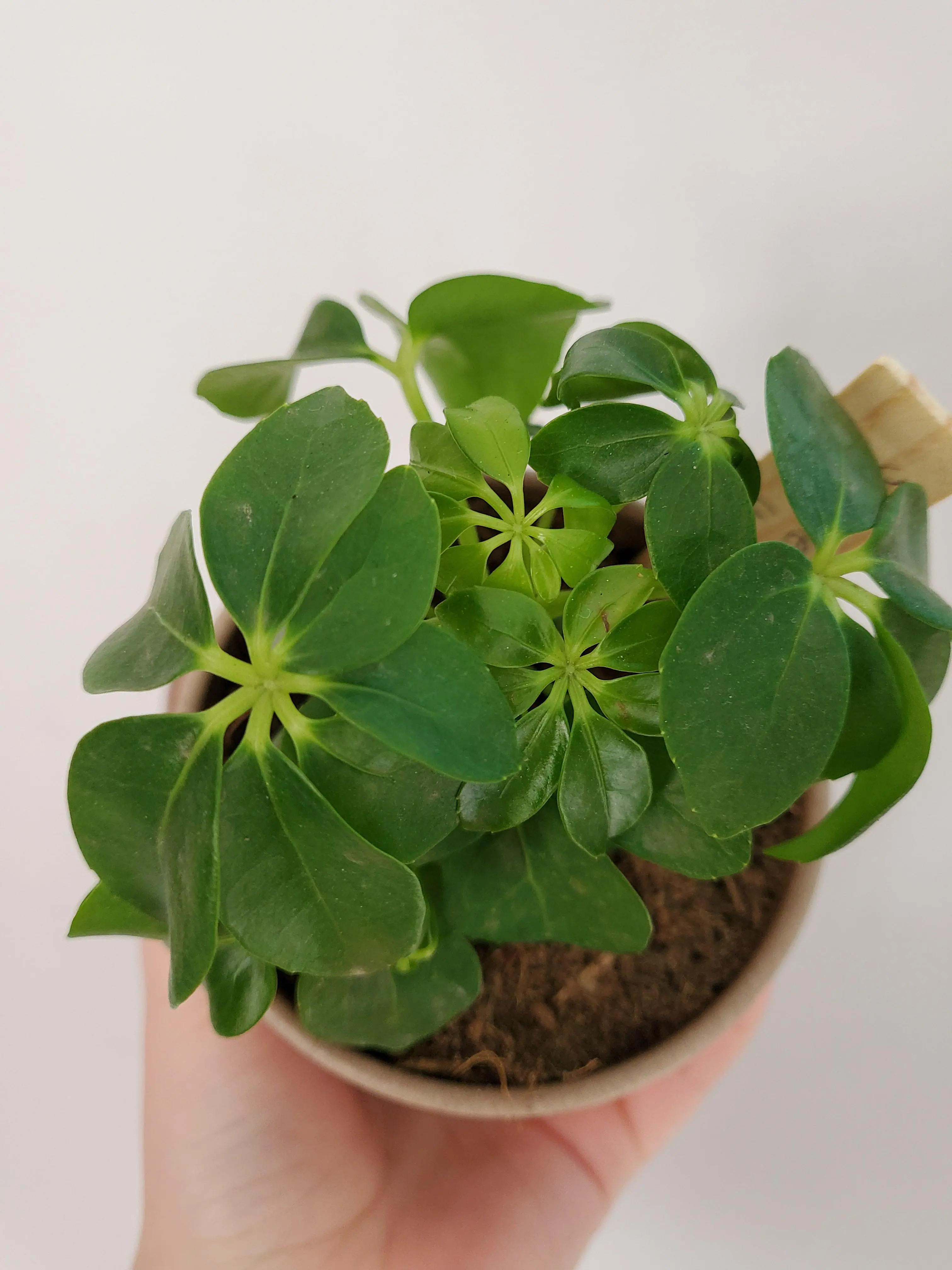 9+ Schefflera New Growth New growth on my baby Umbrella Plant (Schefflera arboricola) | Scrolller