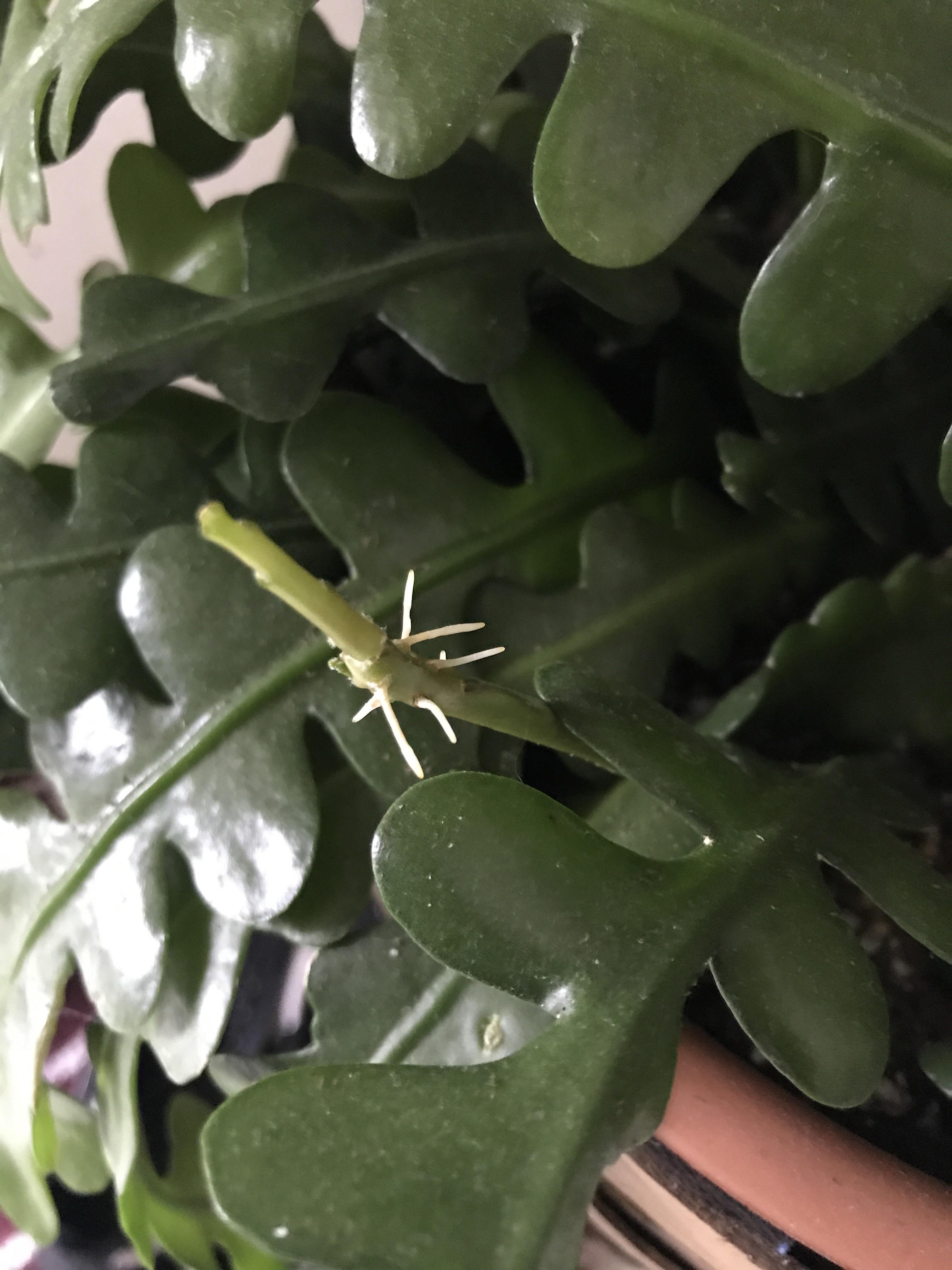 Ric Rac Cactus Roots New growth on ric rac cactus , root or possible flower stalk? π€ | Scrolller