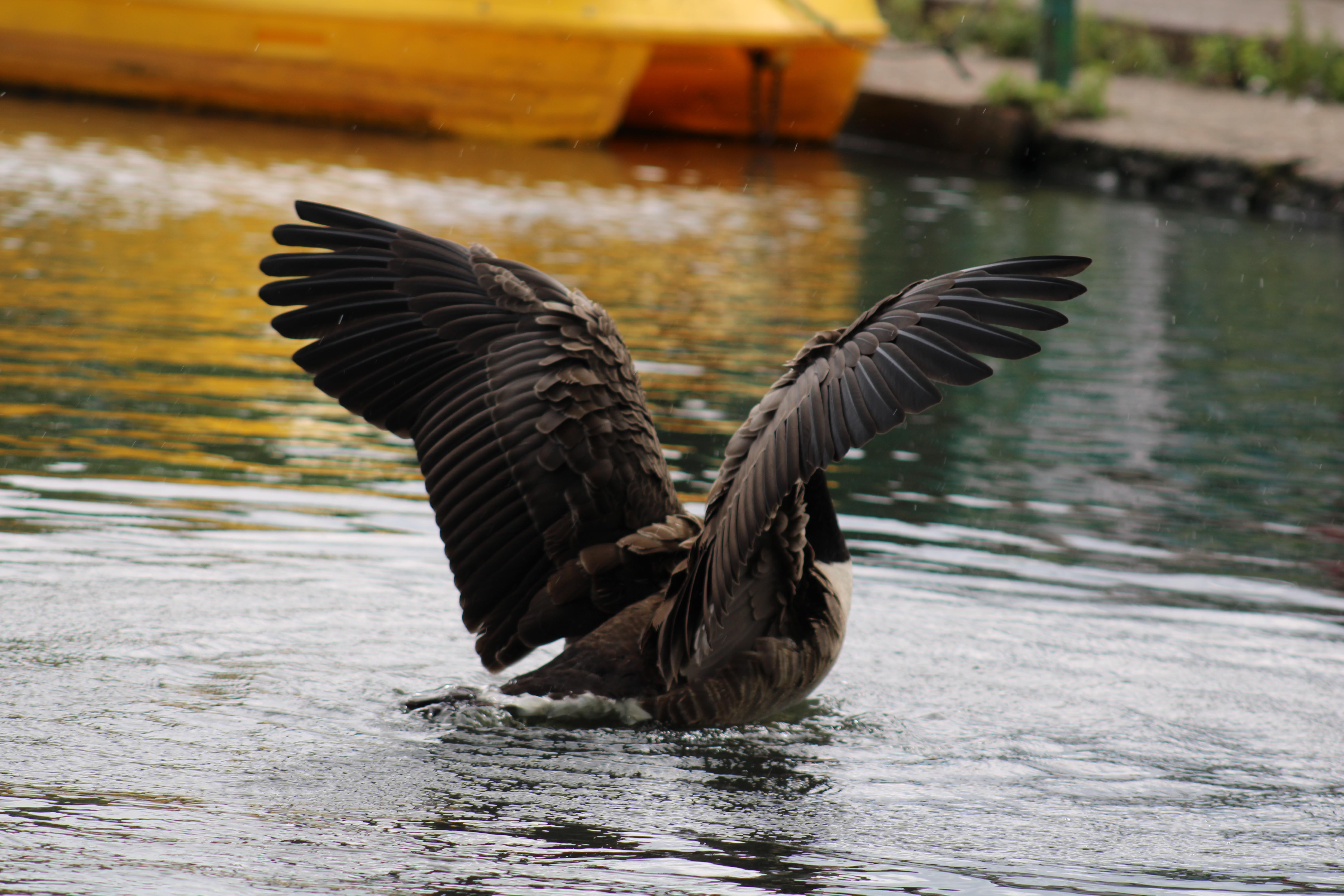 [OC] Canada Goose (Branta canadensis) - Locke Park, Redcar, North ...