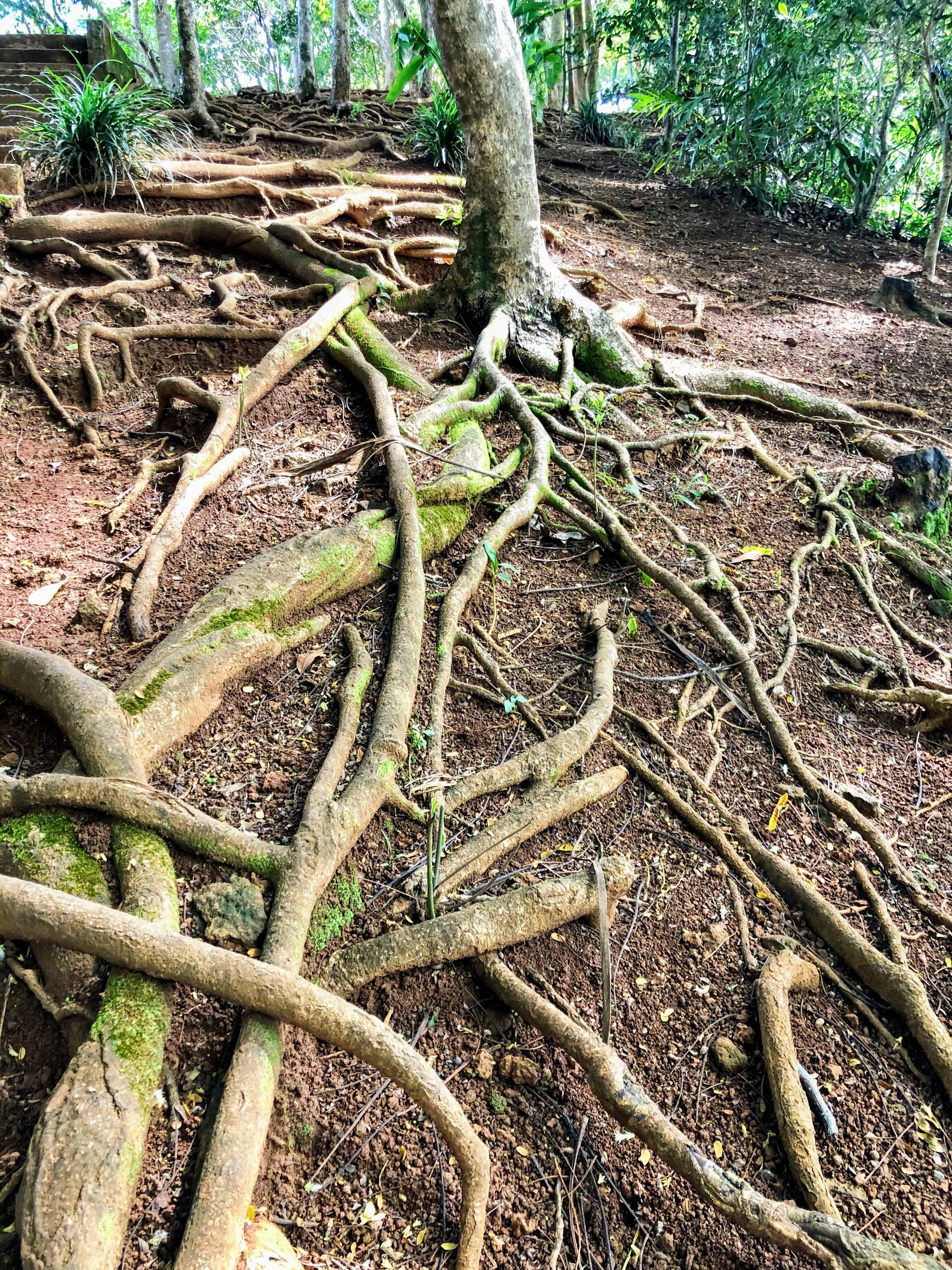 [OC] Mauritius - Chamarel Waterfall Tree Roots | Scrolller